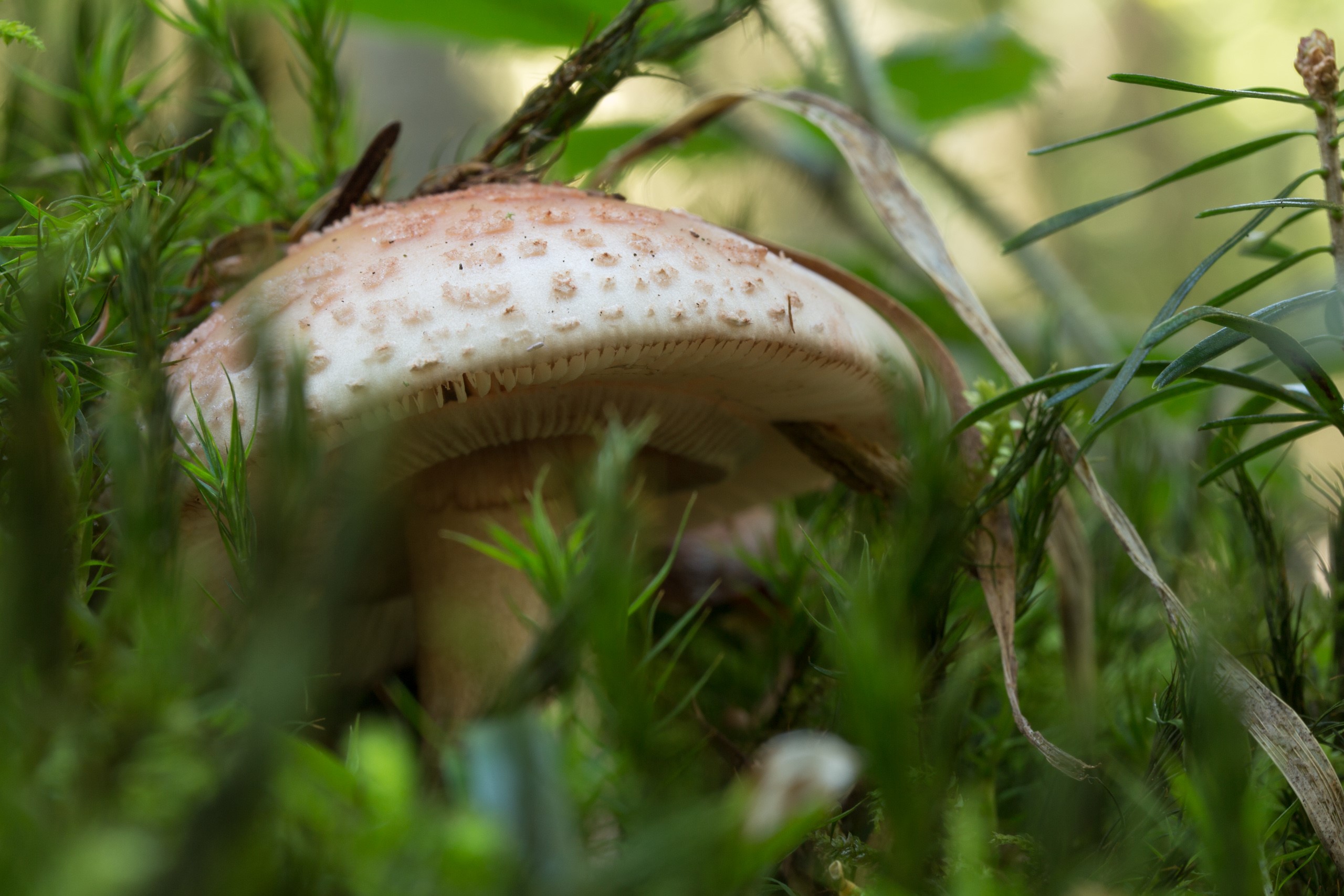 Mushroom growing in mossy forest floor HD Wallpaper