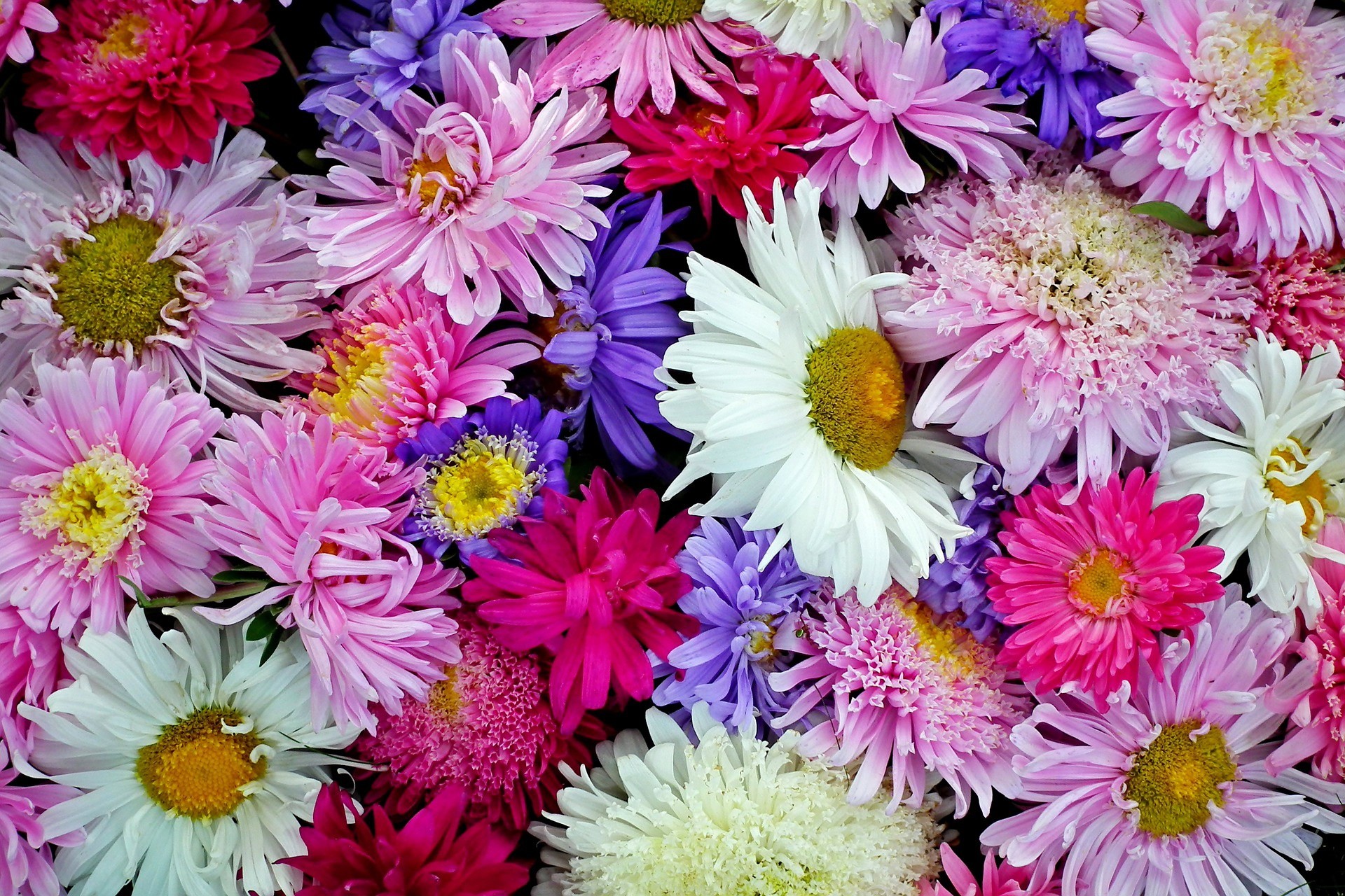 A colorful arrangement of aster flowers HD Wallpaper