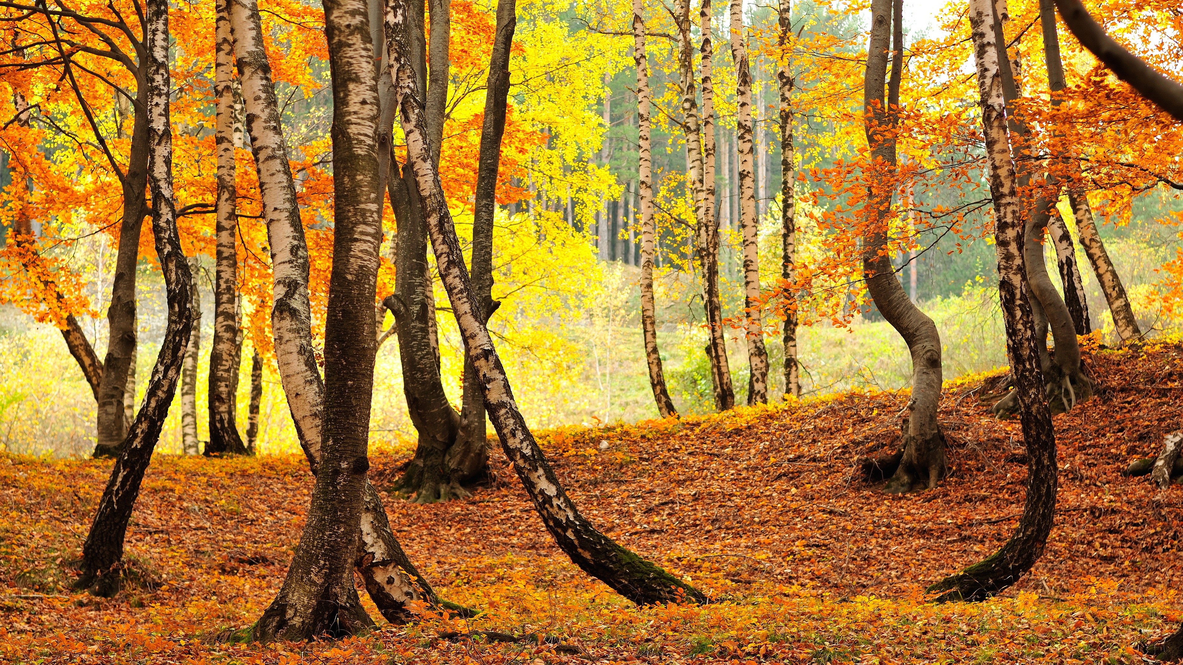 Autumn forest with birch trees and fallen leaves HD Wallpaper