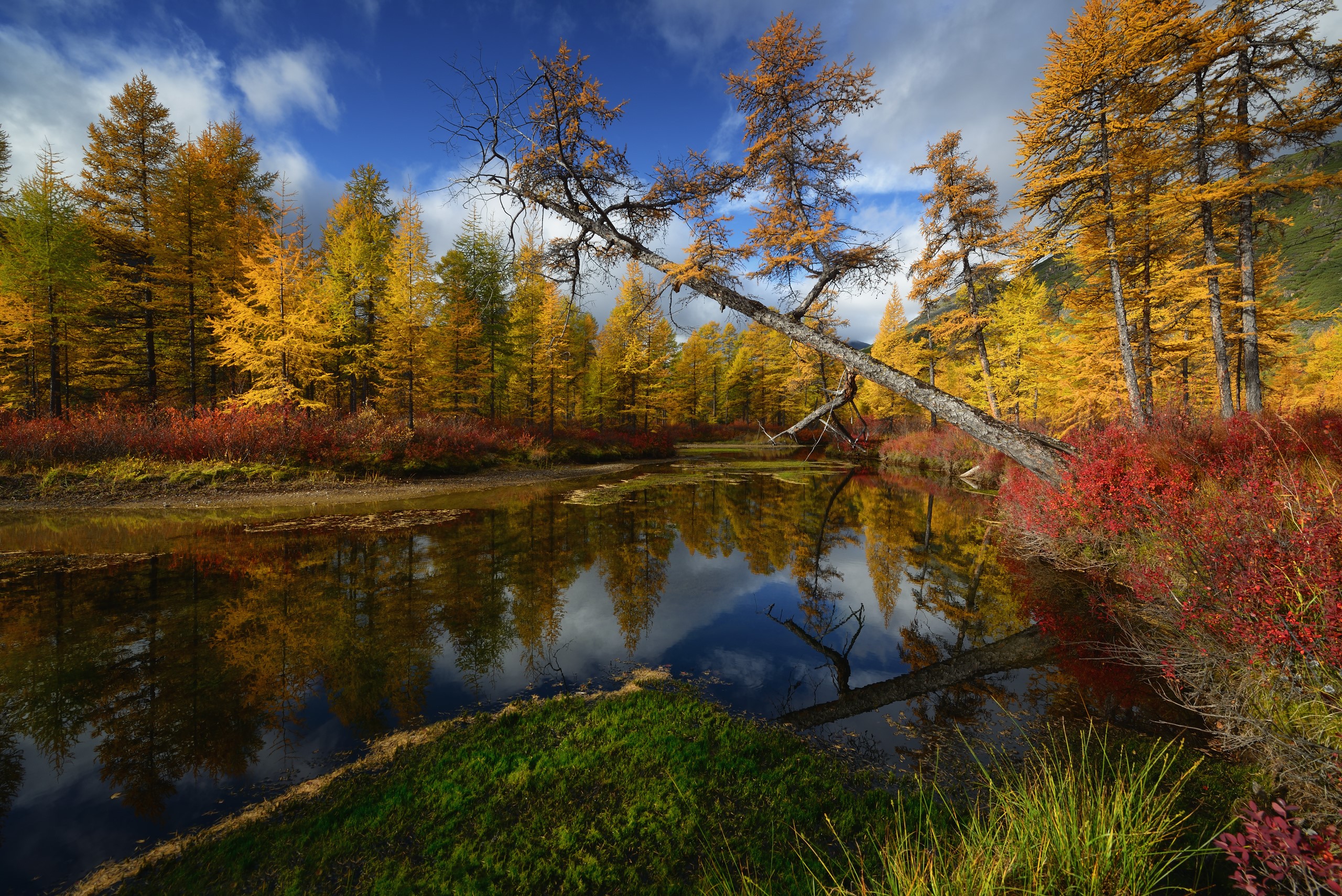 Autumn forest reflected in a calm river HD Wallpaper