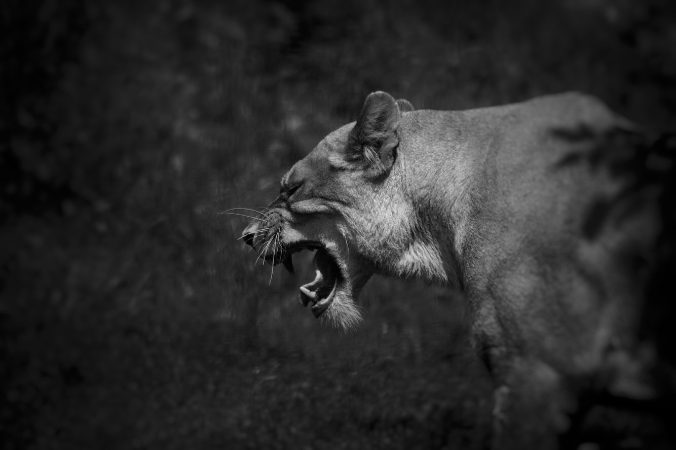 Lioness roaring in black and white HD Wallpaper