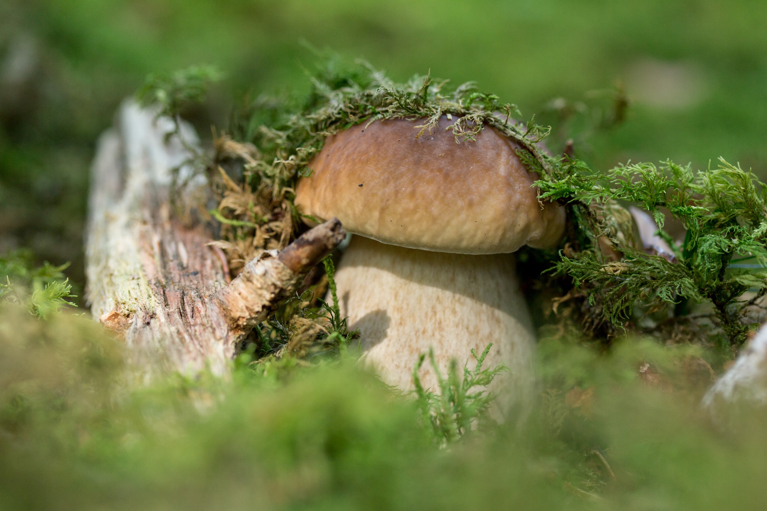 Mushroom growing on mossy wood in a forest HD Wallpaper