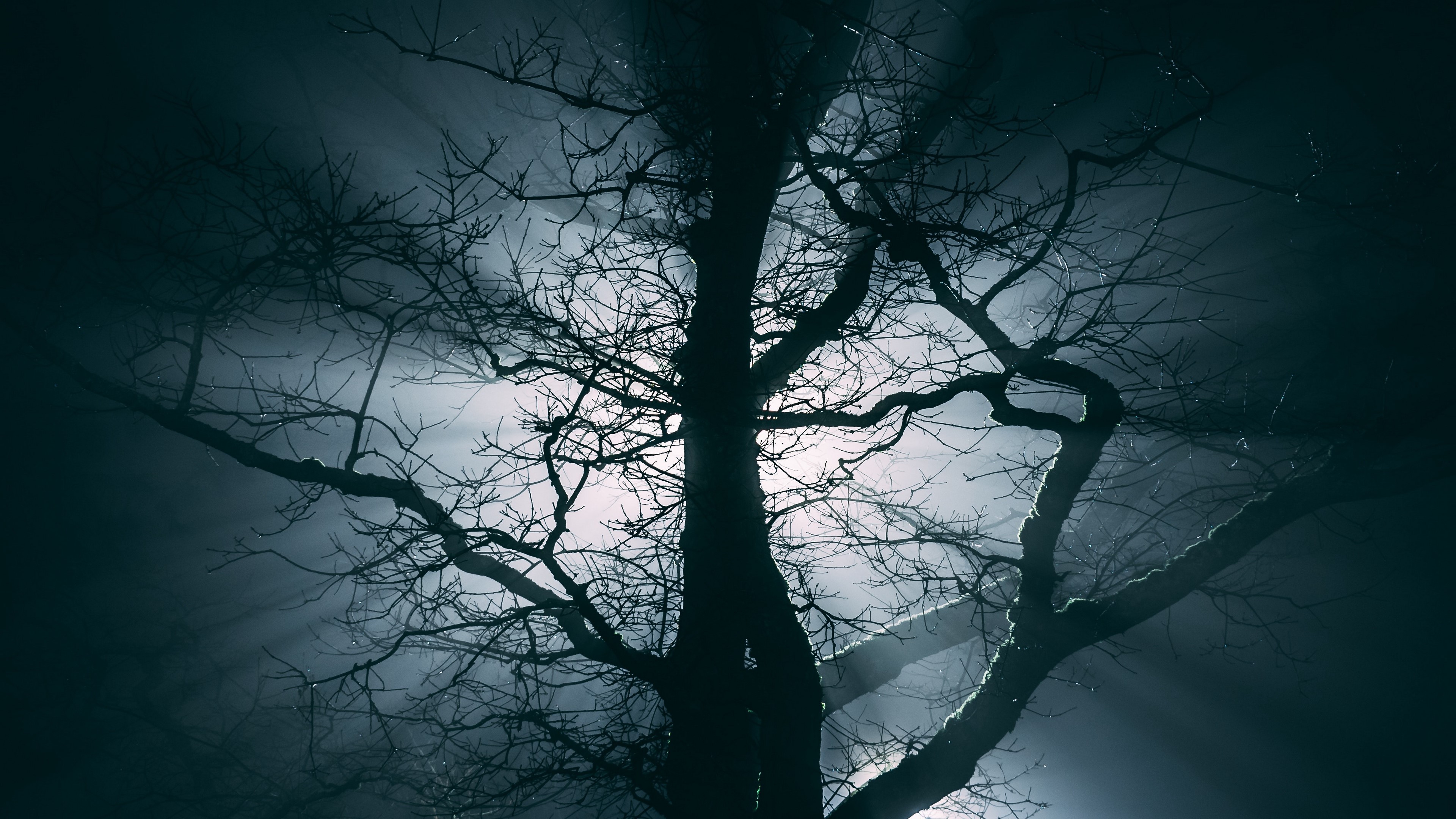 Bare tree branches against night sky with lights HD Wallpaper