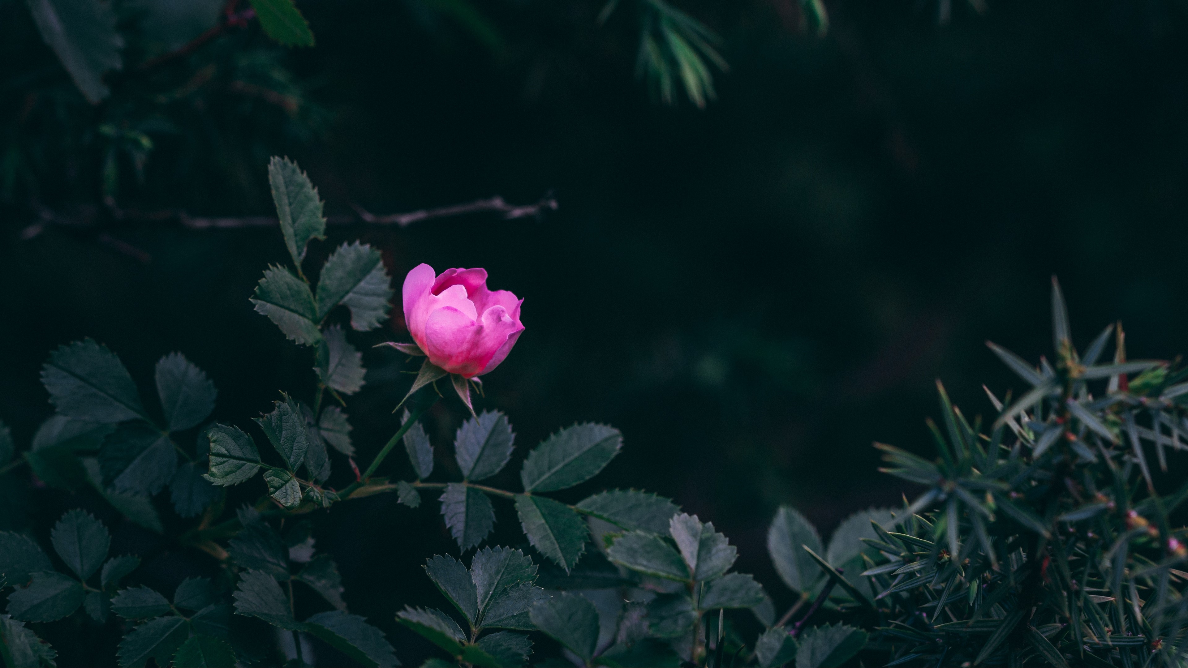 Pink rose bud with dark leaves and branches HD Wallpaper
