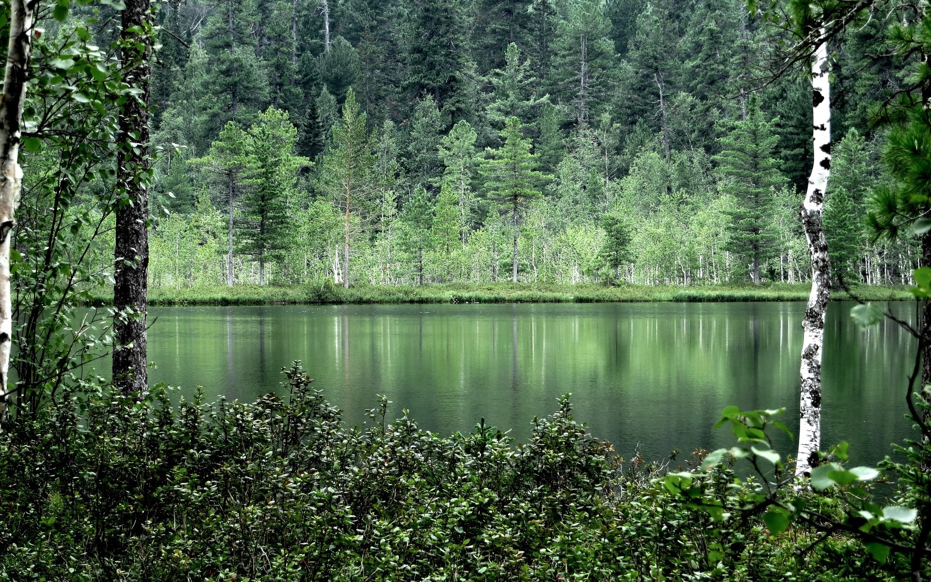 Forest lake with trees and reflections HD Wallpaper