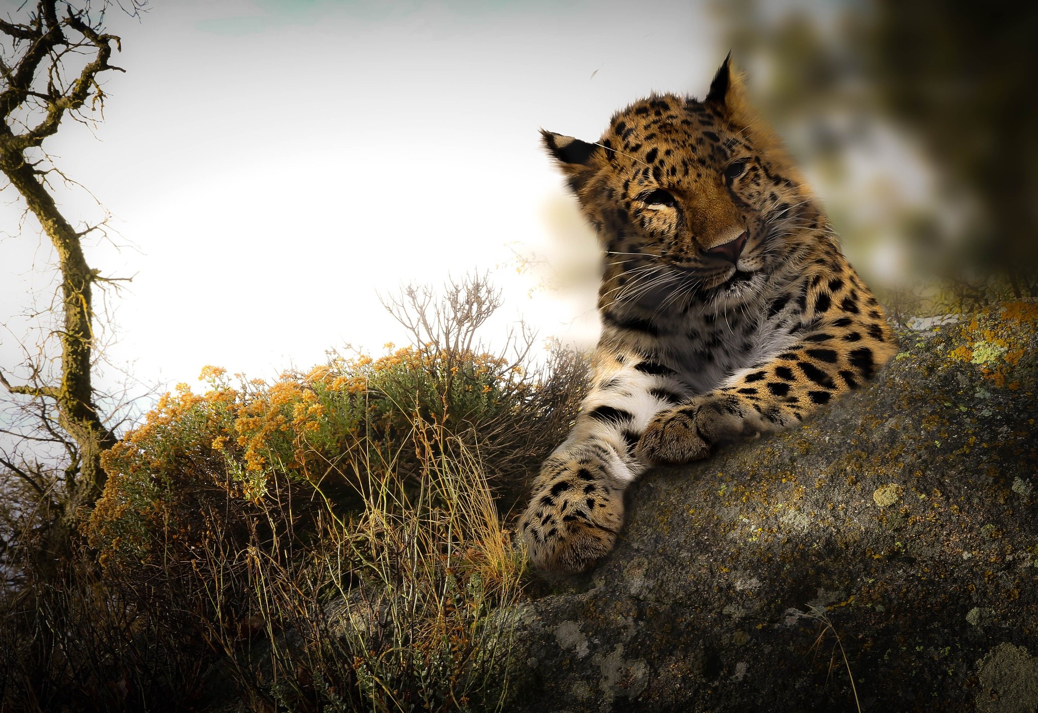 Leopard resting on a rock in the wild HD Wallpaper