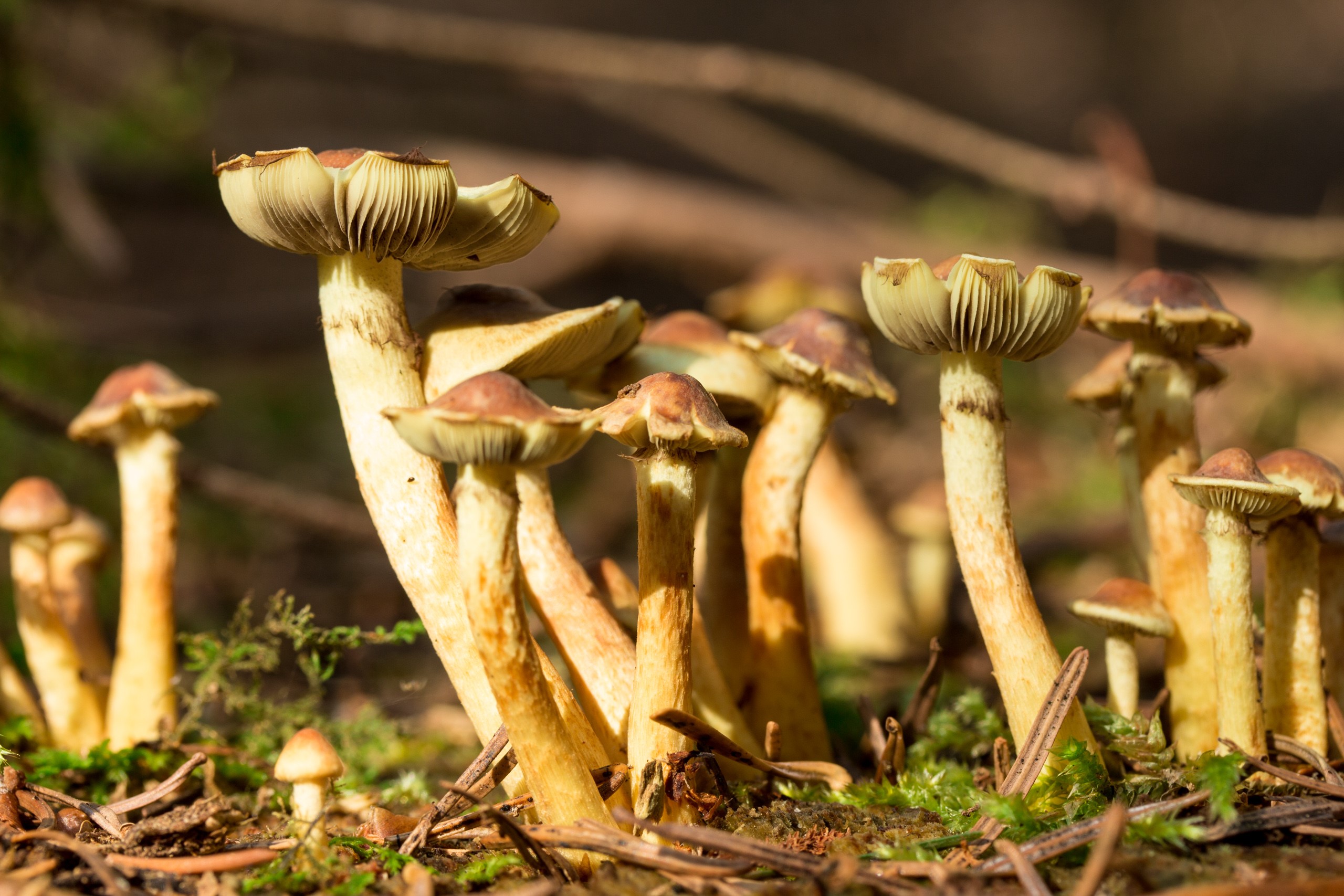 A cluster of mushrooms growing in a forest floor HD Wallpaper