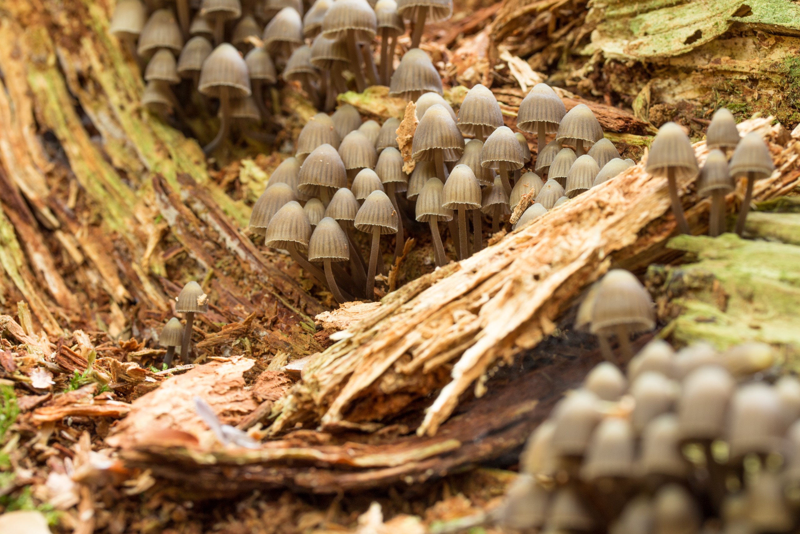 A cluster of small mushrooms growing on a decaying log HD Wallpaper