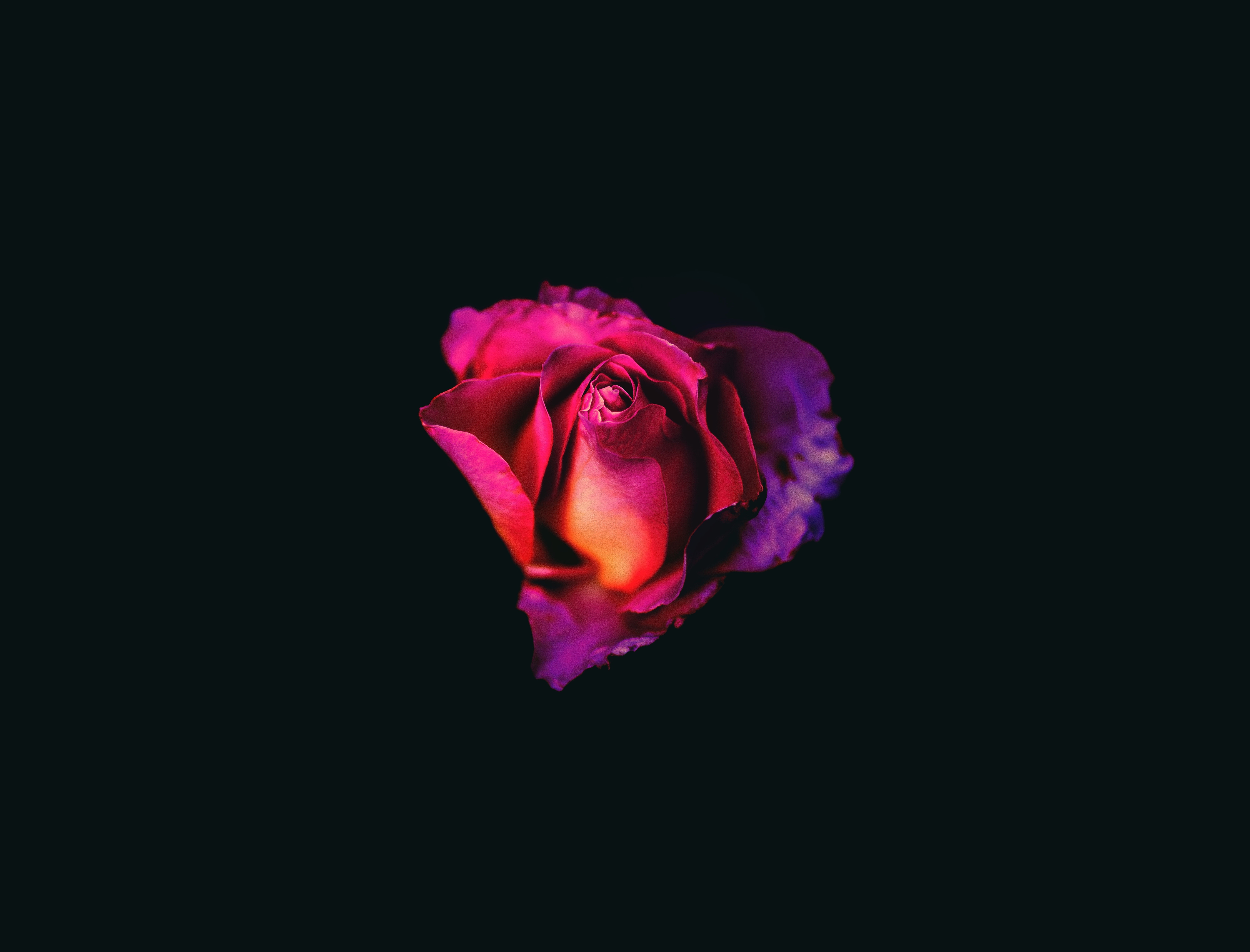 4K dark rose flower HD Wallpaper