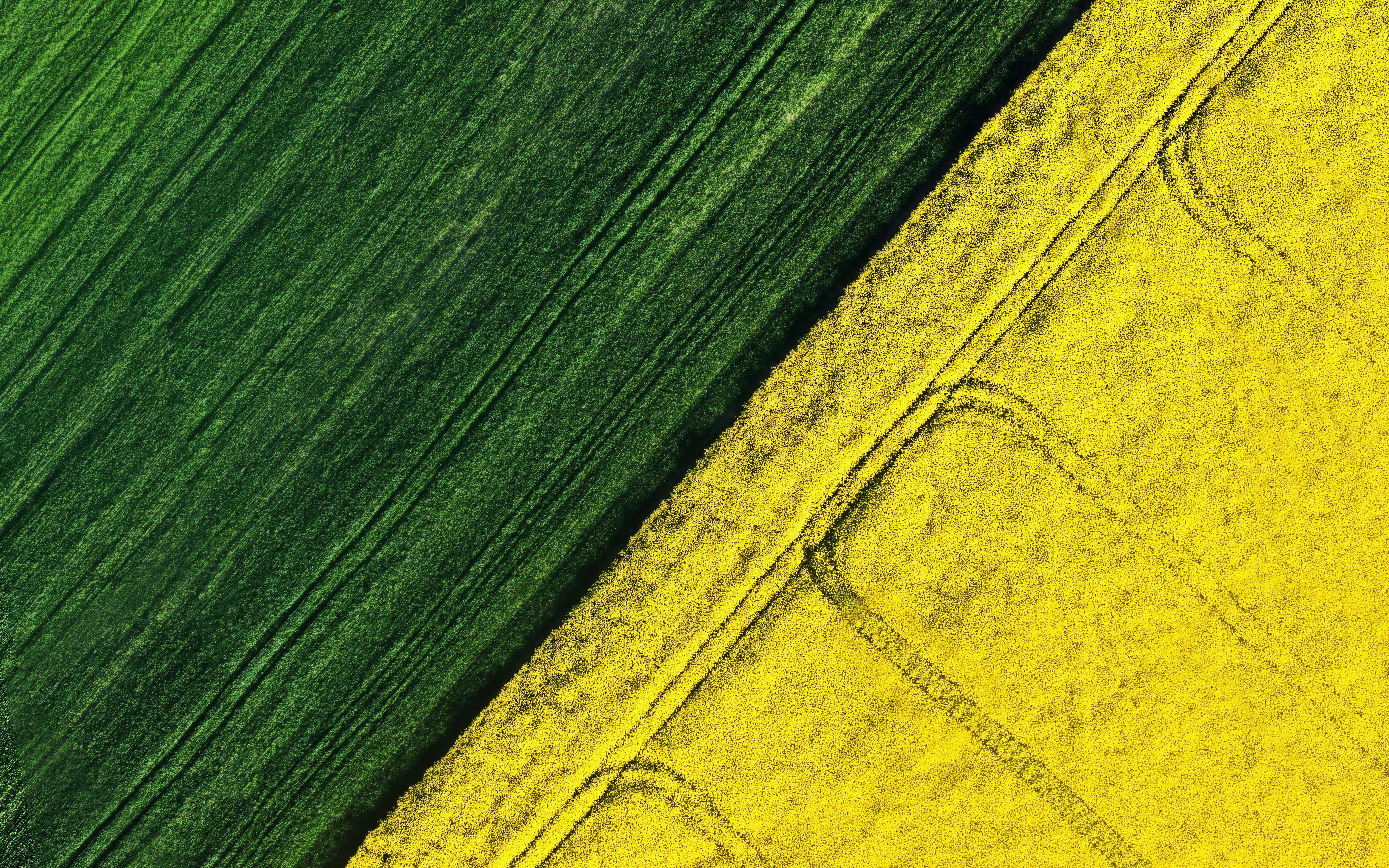 Aerial view of green and yellow fields HD Wallpaper
