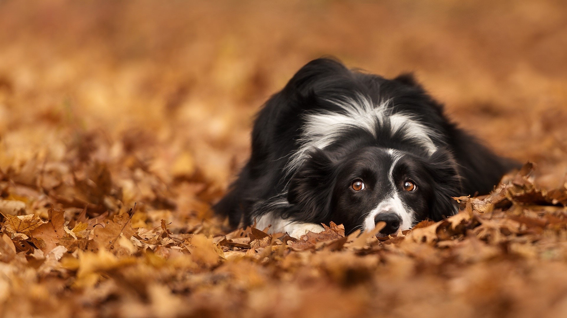 Border Collie dog lying in autumn leaves HD Wallpaper