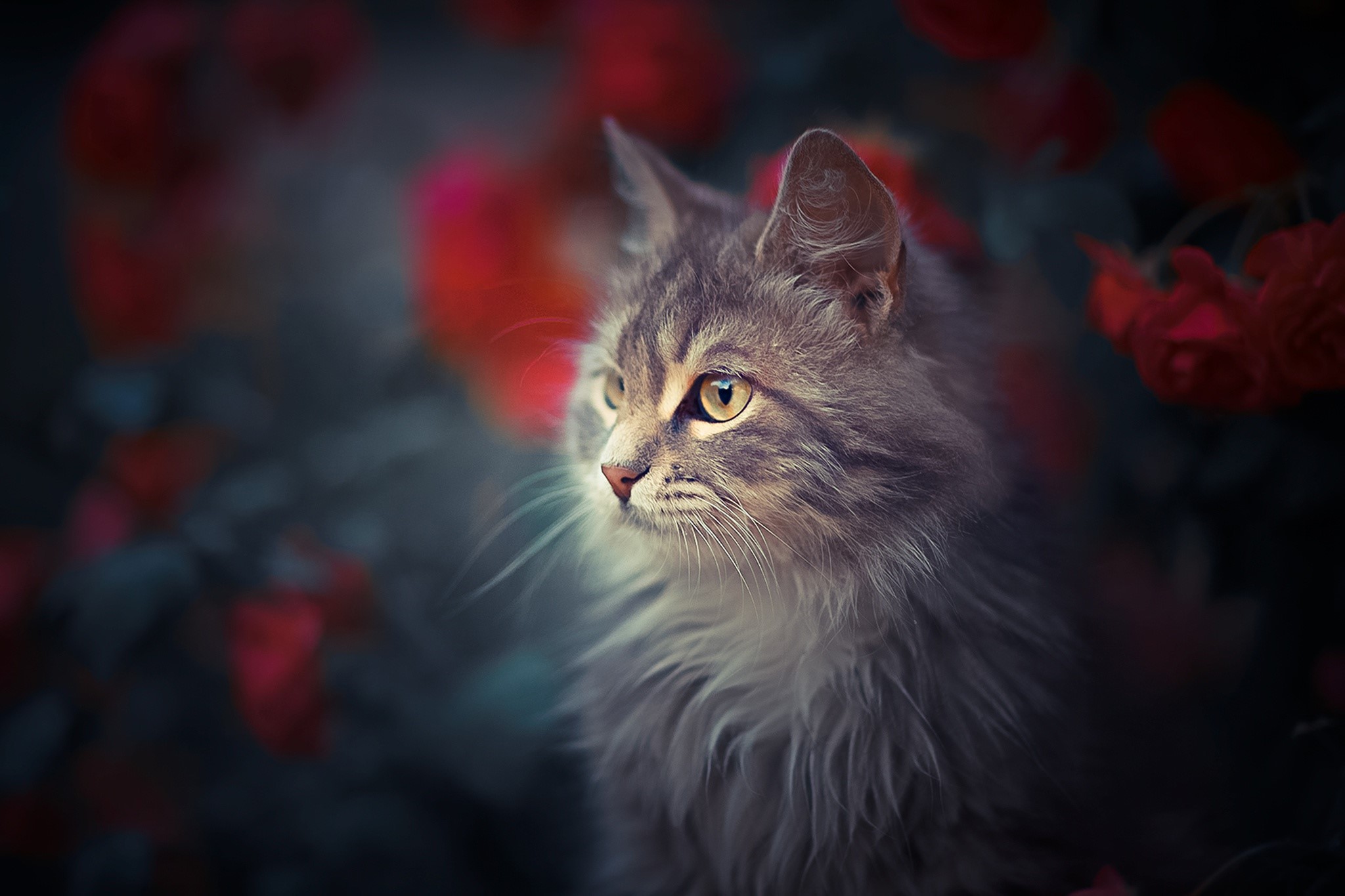 A fluffy gray cat with yellow eyes sits among red flowers. HD Wallpaper