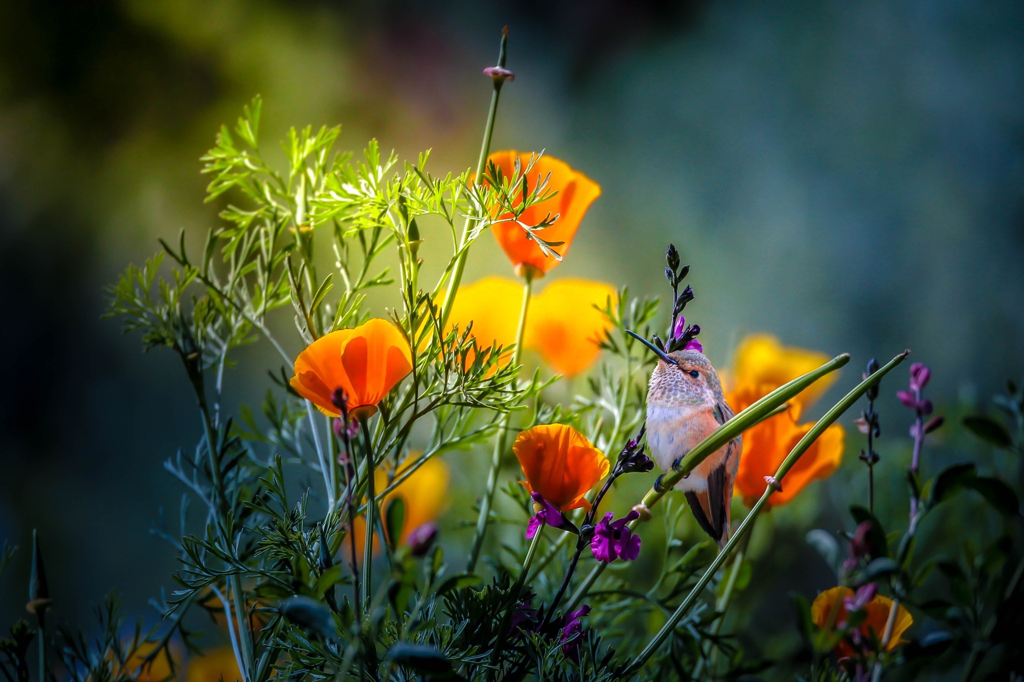 Hummingbird on a branch with poppies HD Wallpaper