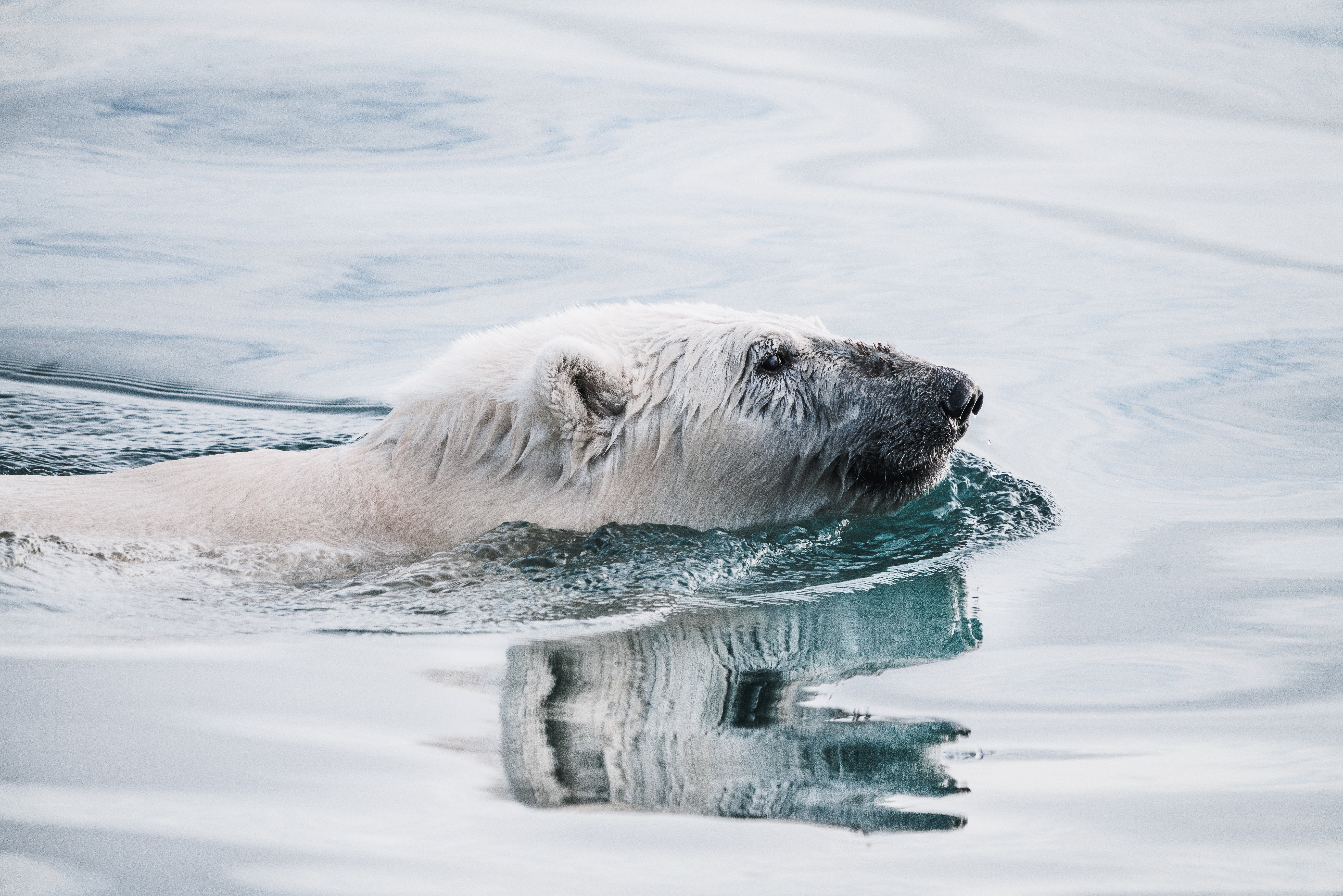 Polar bear swimming in water HD Wallpaper