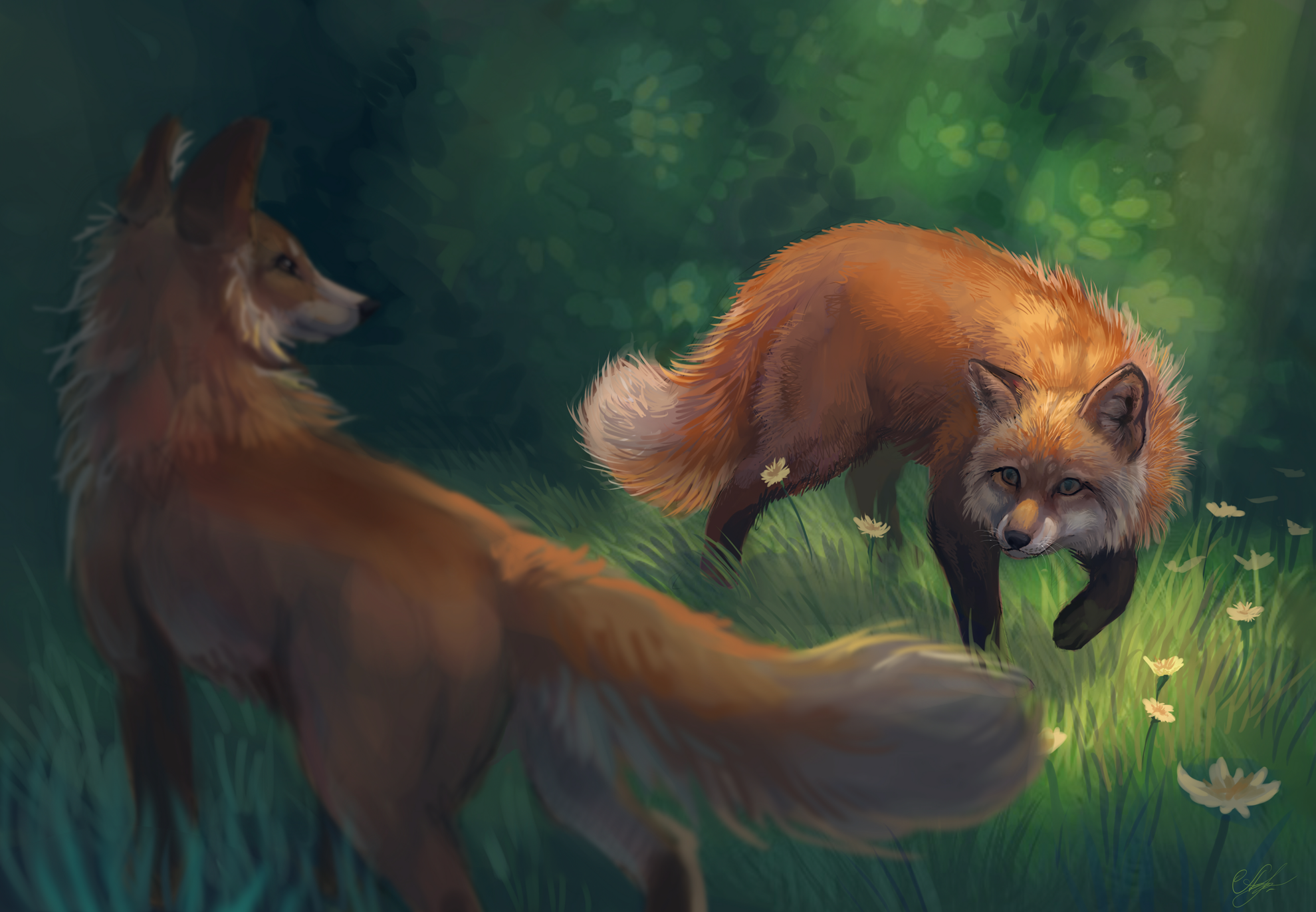 Two foxes in a sunlit forest clearing HD Wallpaper