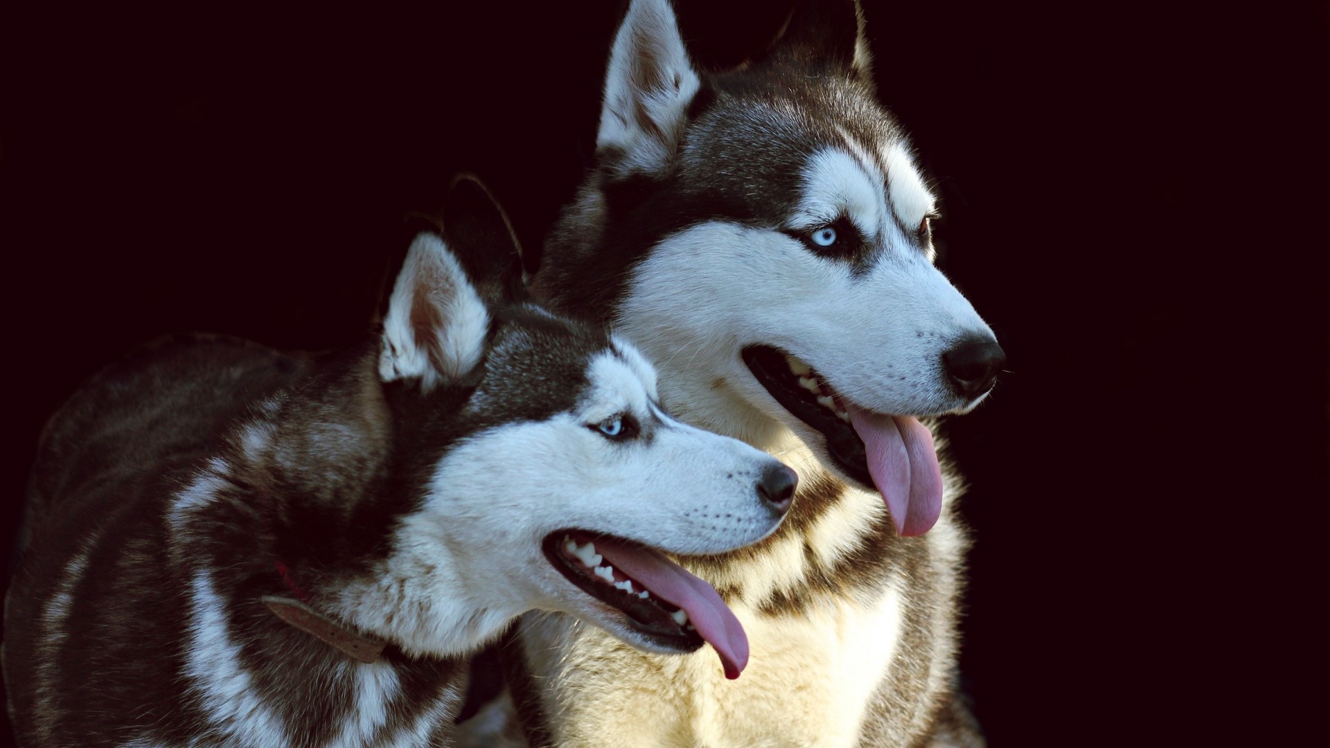 Two Siberian Huskies with blue eyes panting HD Wallpaper