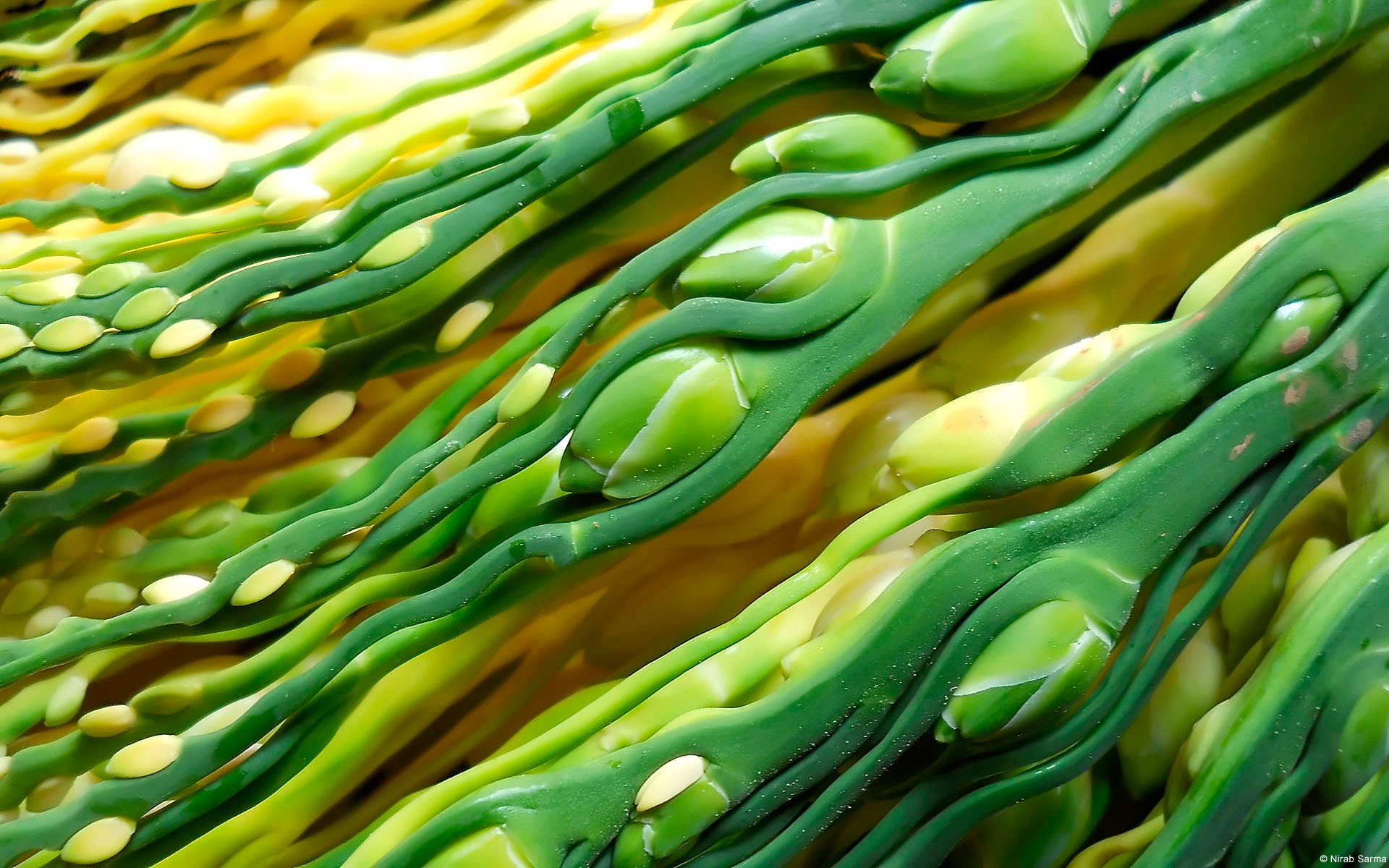 Close-up of green and yellow kelp fronds HD Wallpaper