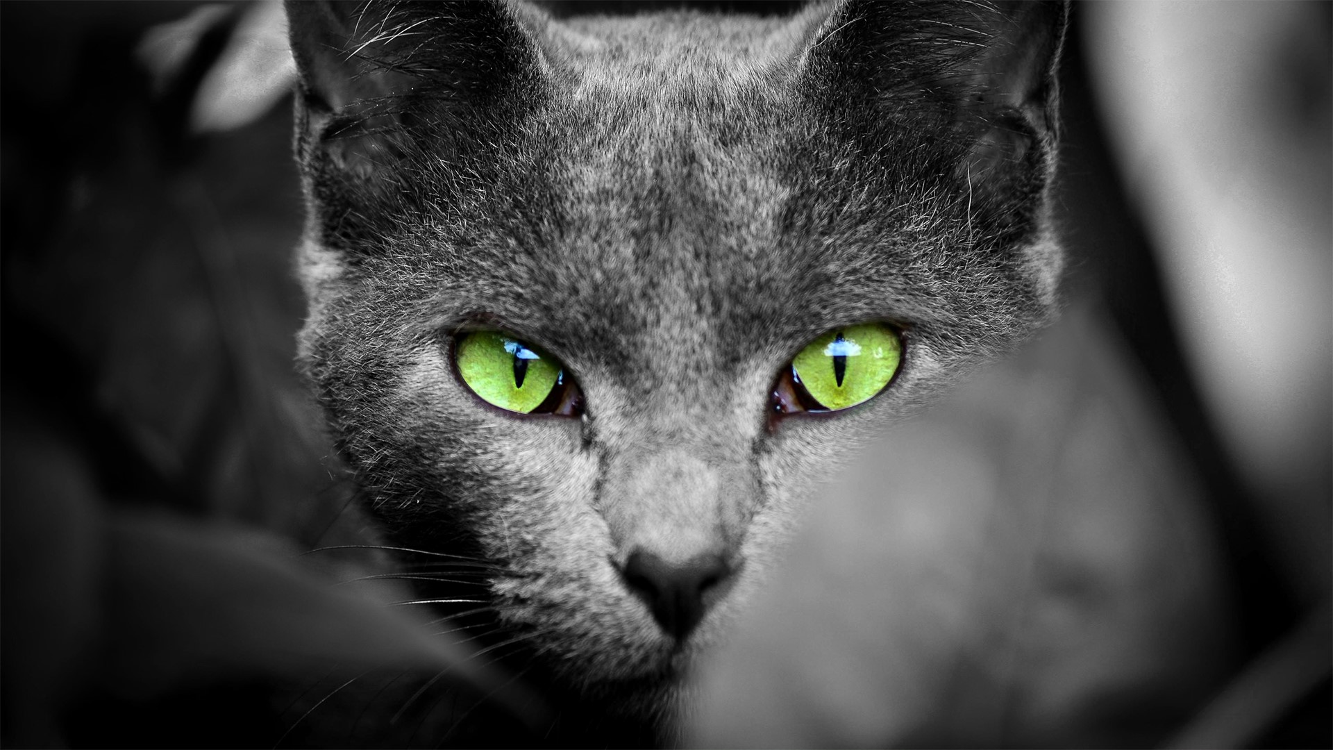 Close-up of a gray cat with bright green eyes HD Wallpaper