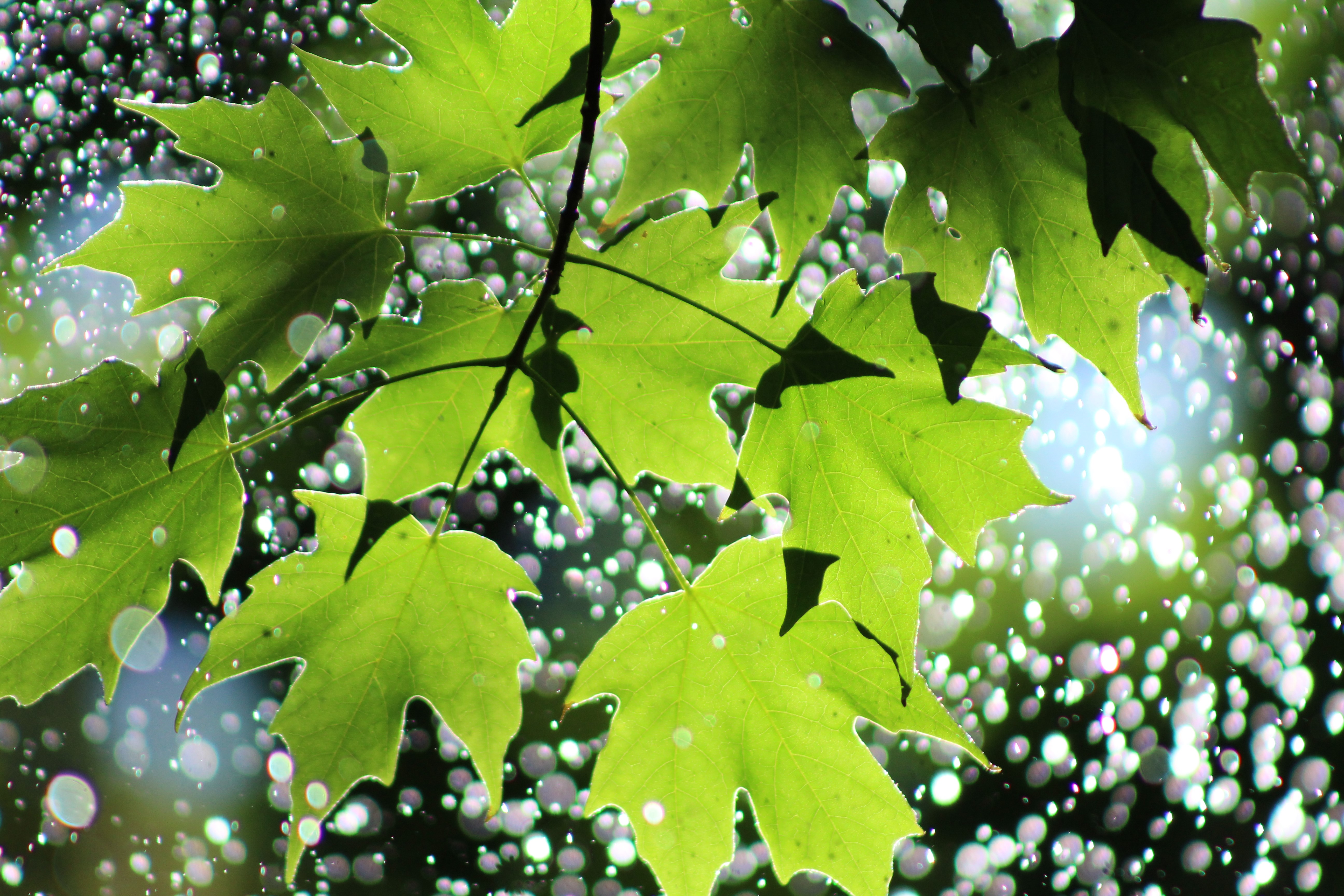 Green maple leaves with water drops and lens flare HD Wallpaper