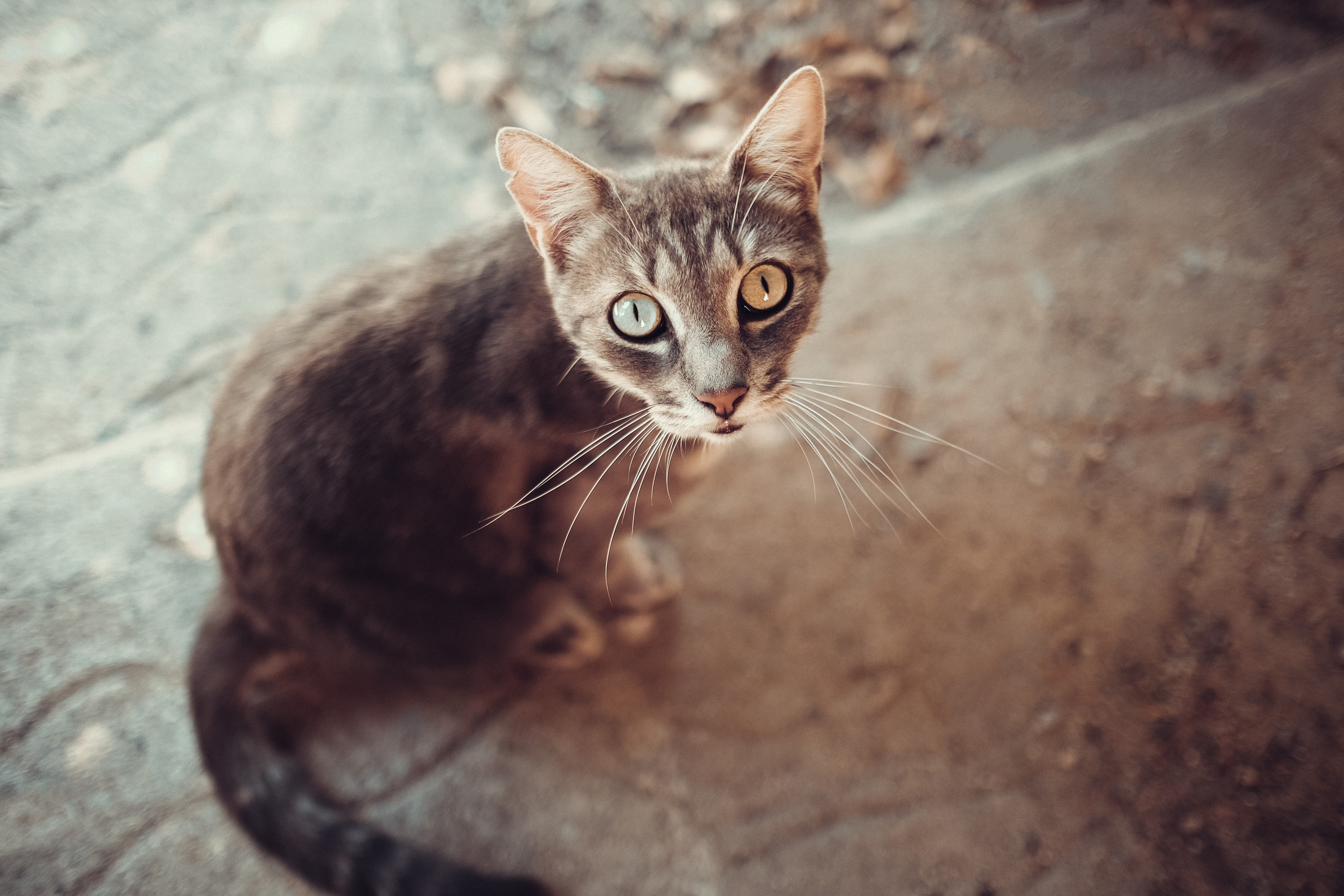 Cat with heterochromia looking up HD Wallpaper