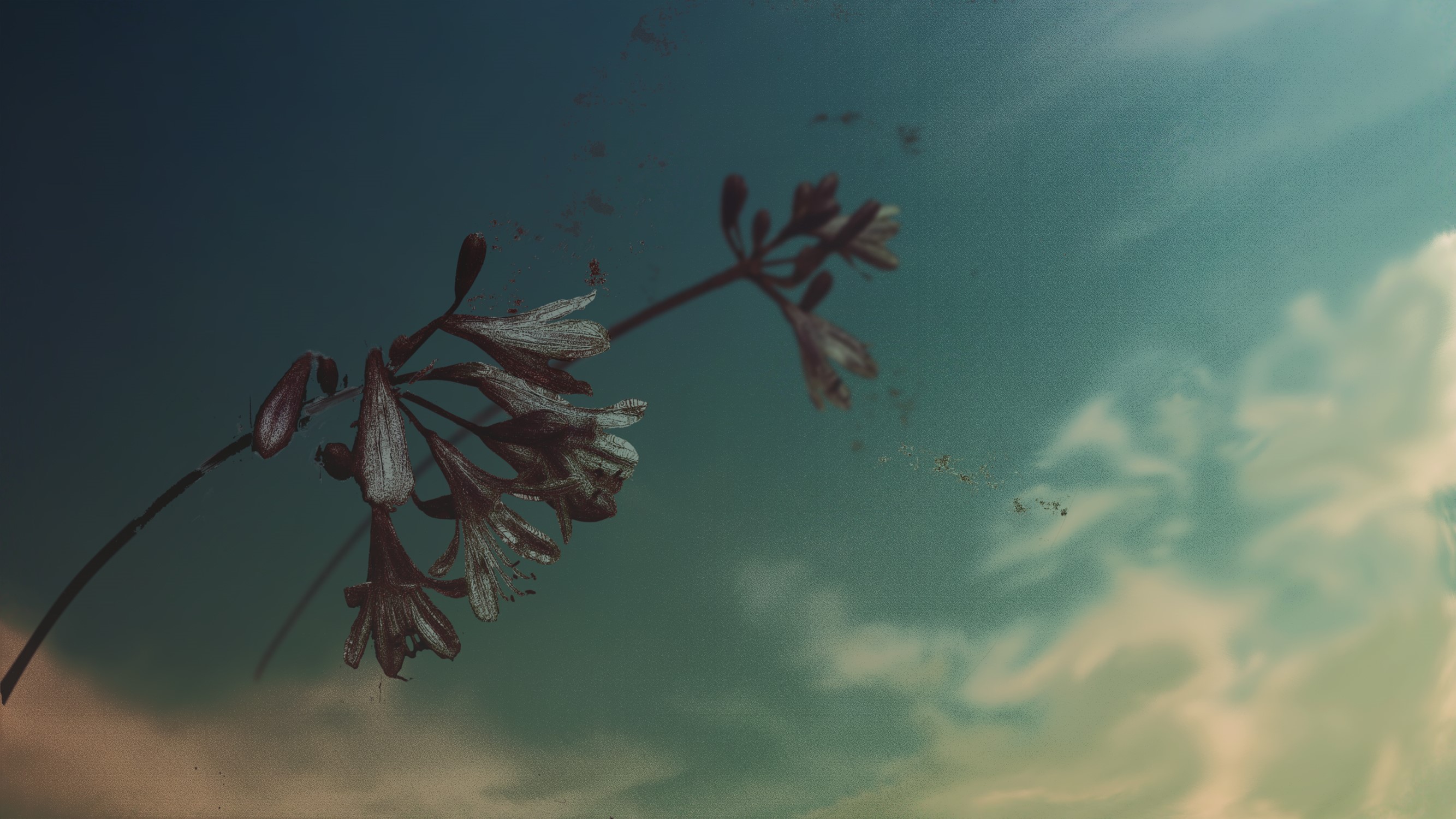 Flower against a cloudy sky HD Wallpaper