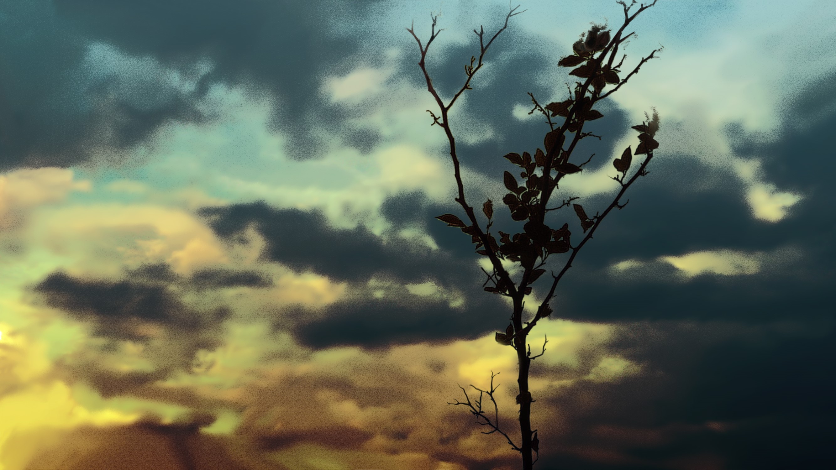 Silhouette of a tree branch against a dramatic sky HD Wallpaper