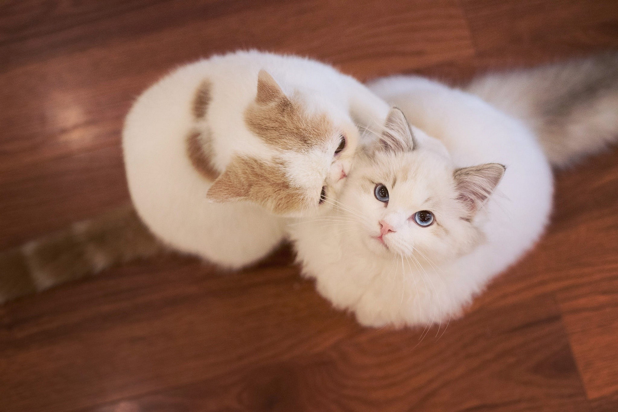 Two cats on a wooden floor HD Wallpaper
