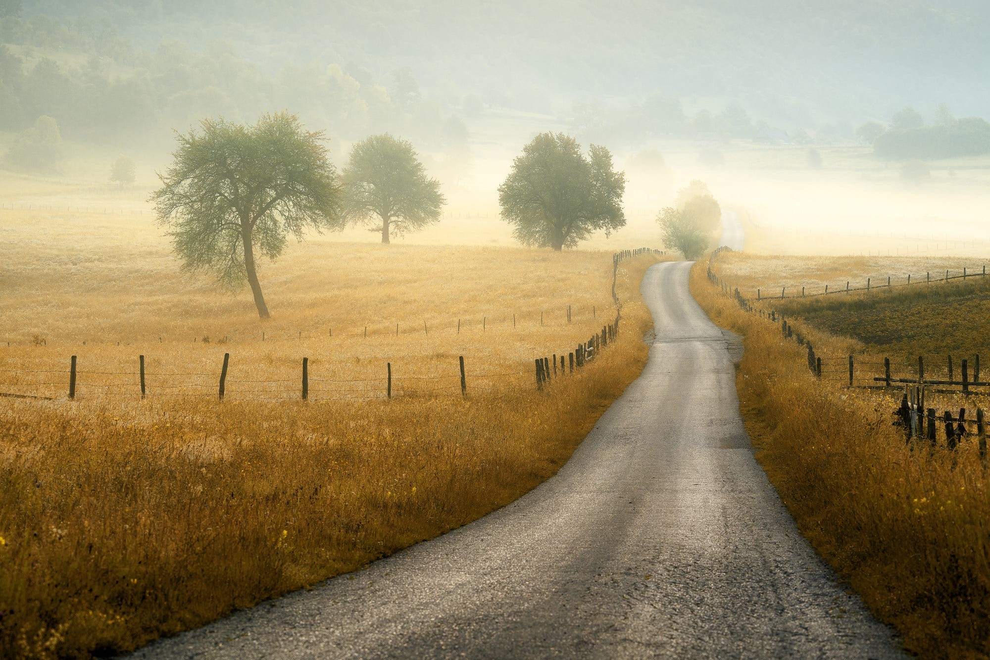 Winding road through a misty, golden landscape with trees HD Wallpaper