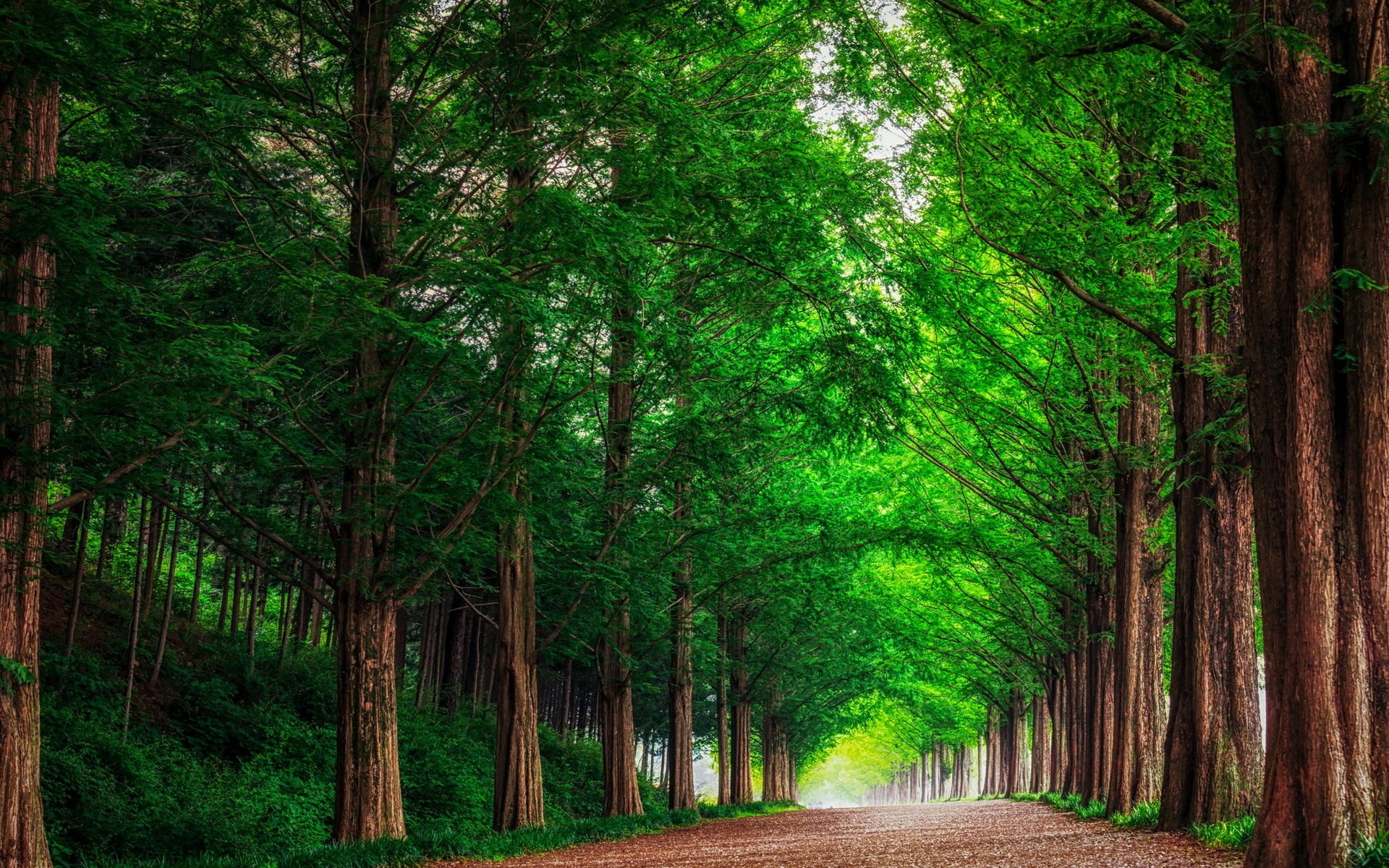 A tree-lined path in a forest HD Wallpaper