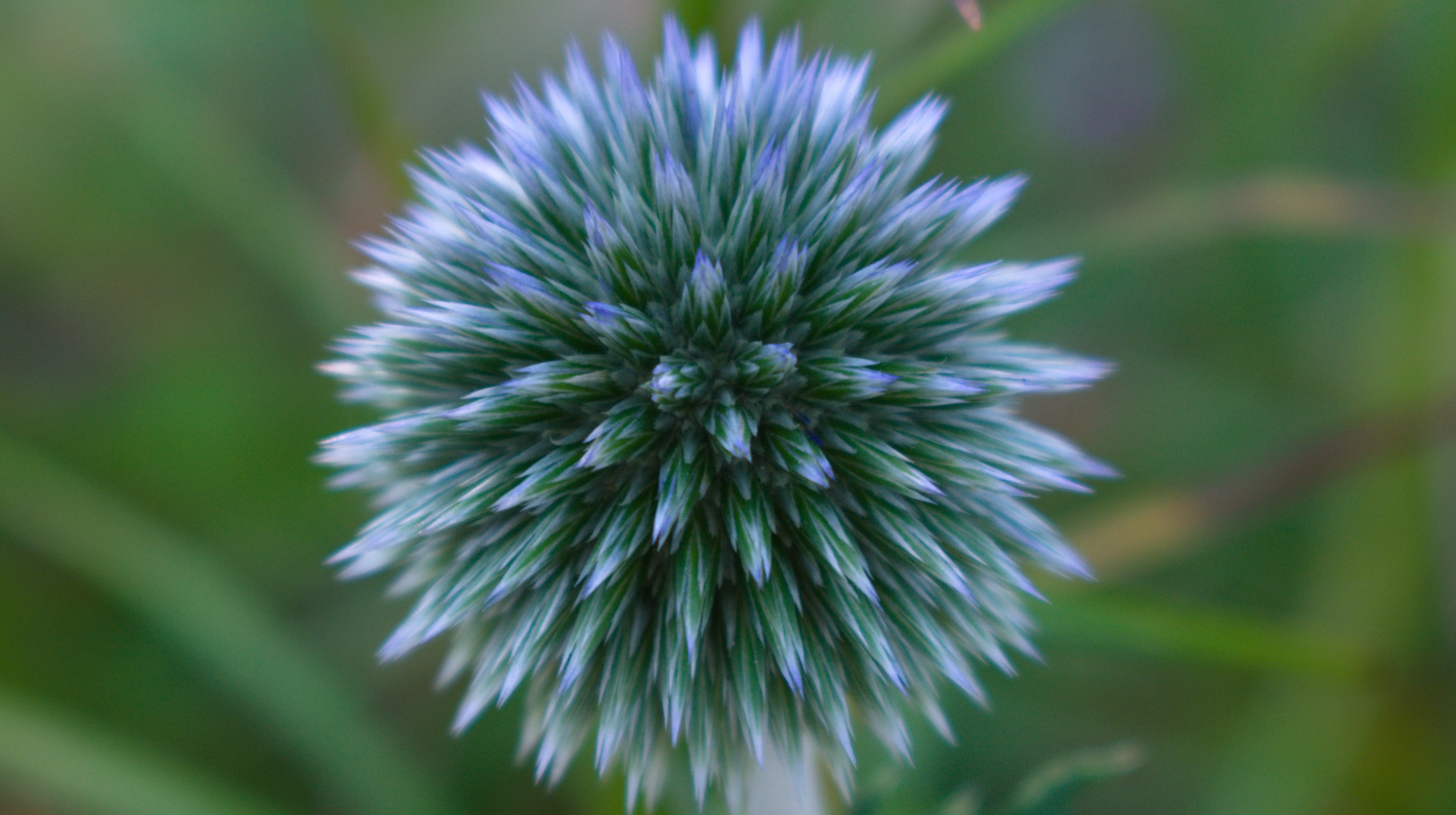 Close-up of a spiky blue and green flower HD Wallpaper