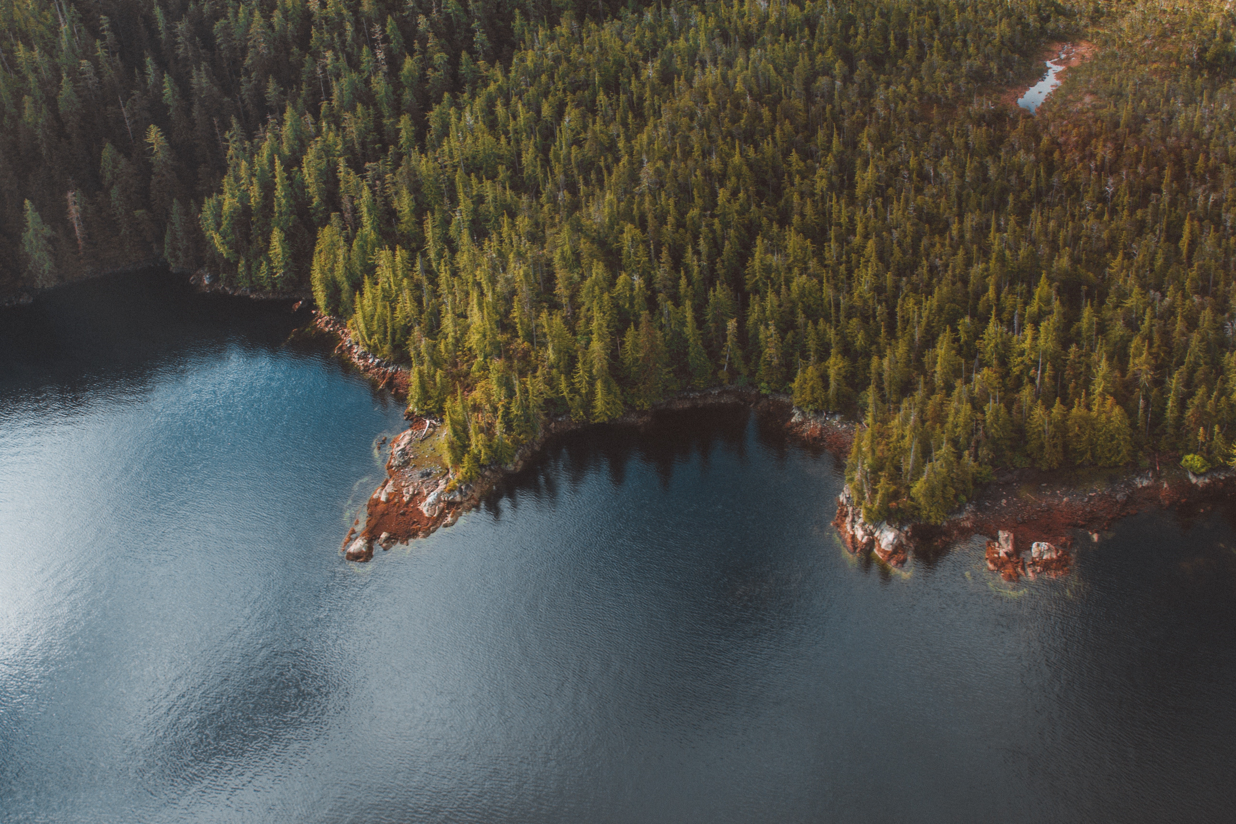 Aerial view of a lake and pine forest HD Wallpaper