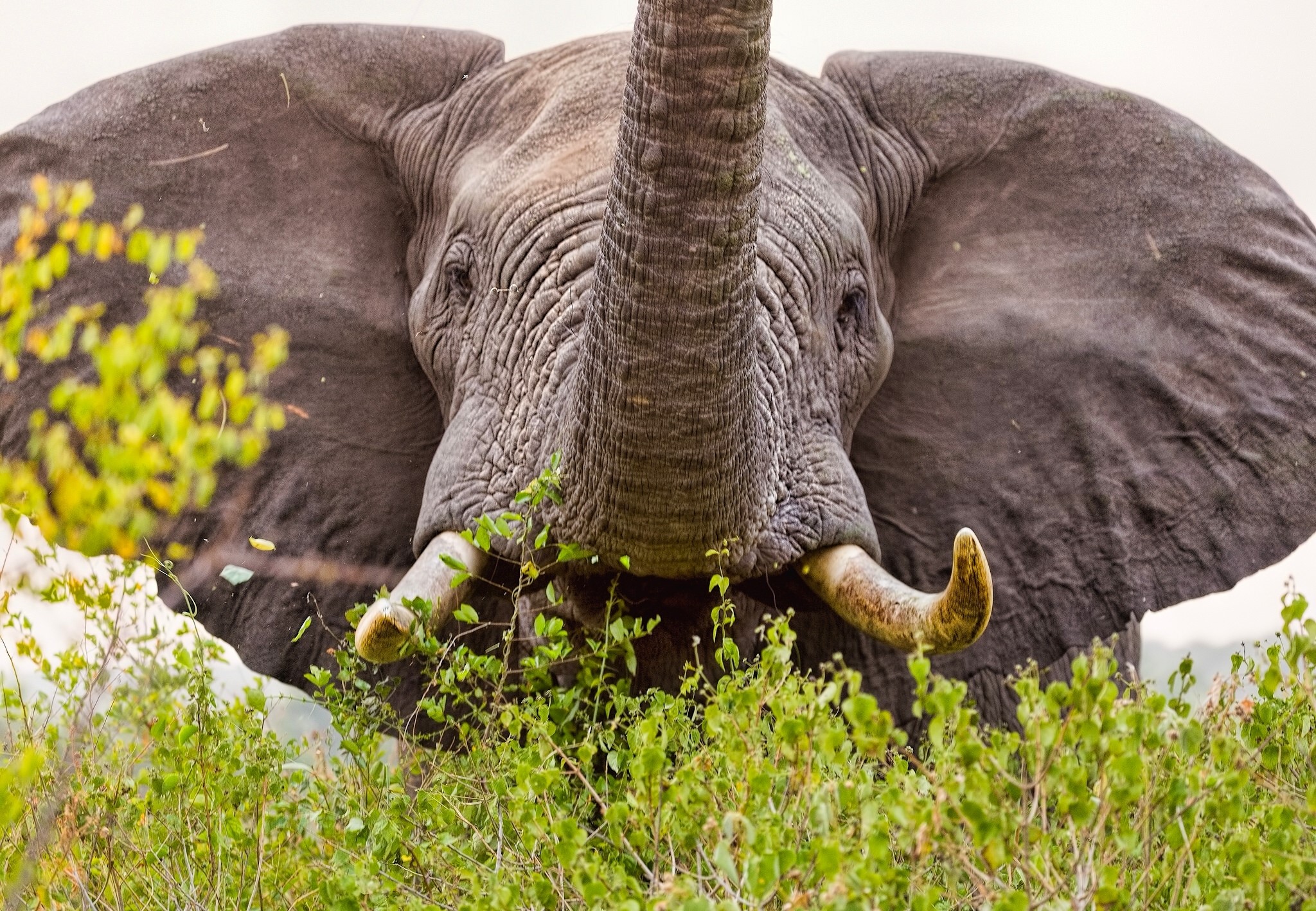 Elephant eating green leaves with tusks HD Wallpaper
