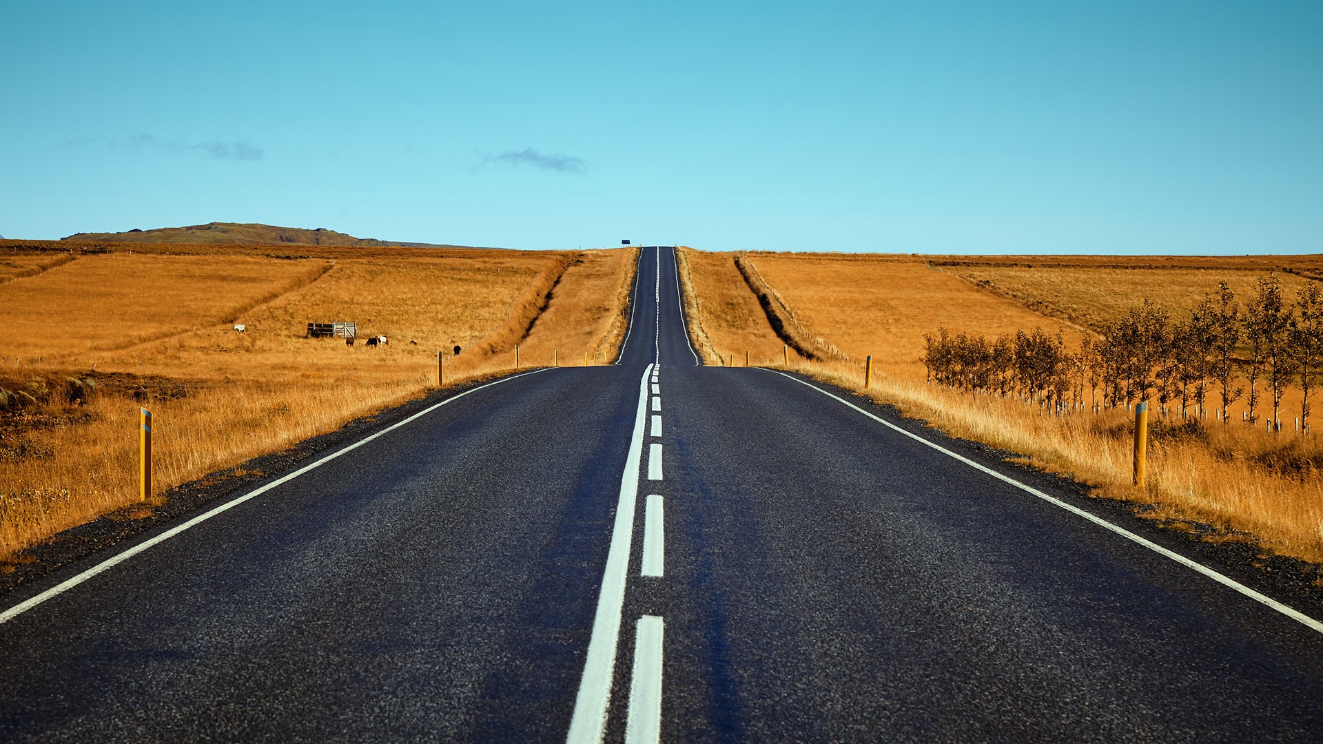 Asphalt road through a golden field under a blue sky HD Wallpaper