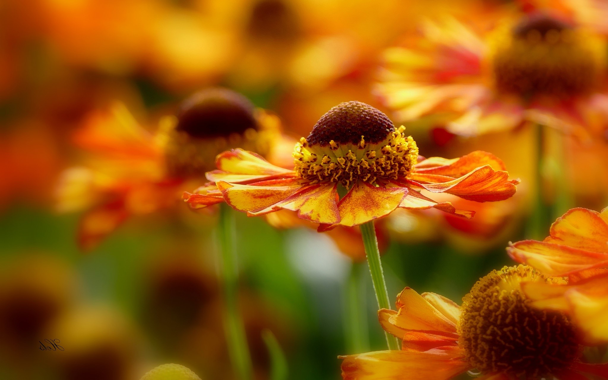Orange and yellow flowers in a garden HD Wallpaper