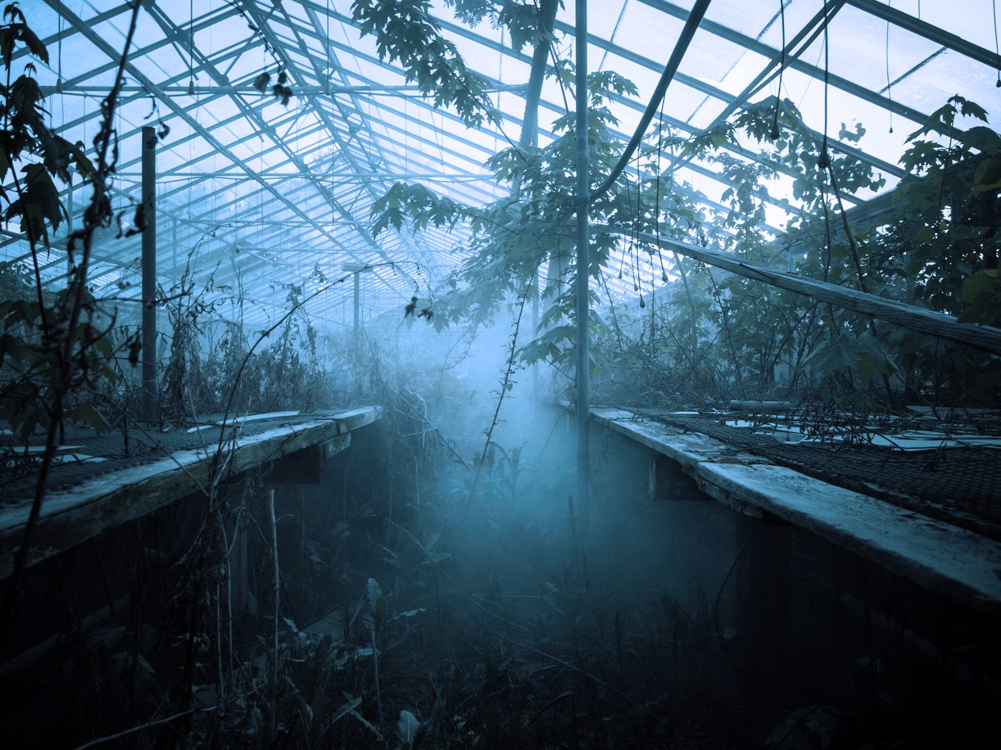 Abandoned greenhouse with mist and overgrown plants HD Wallpaper