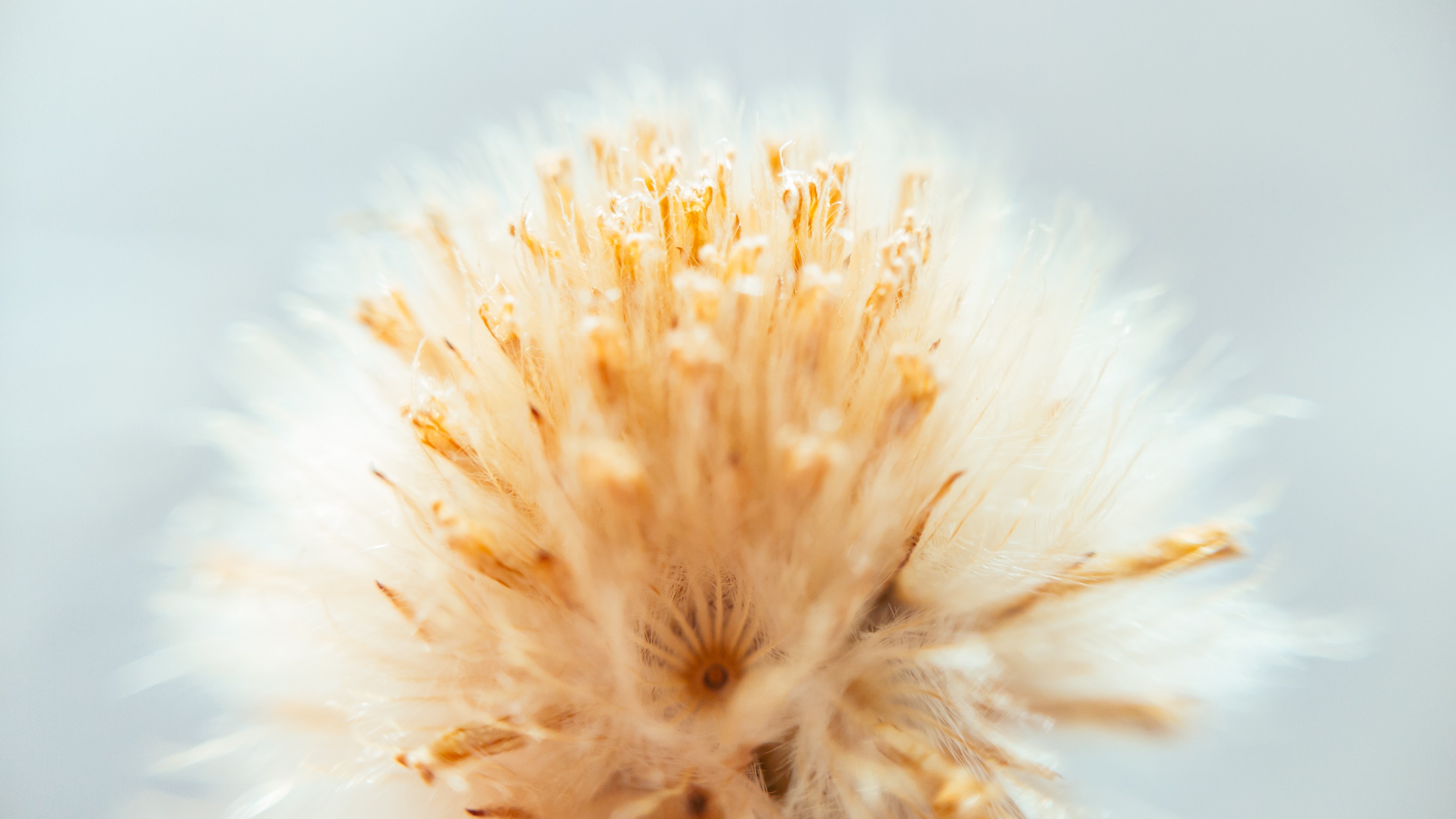 Macro shot of a fluffy dandelion seed head HD Wallpaper