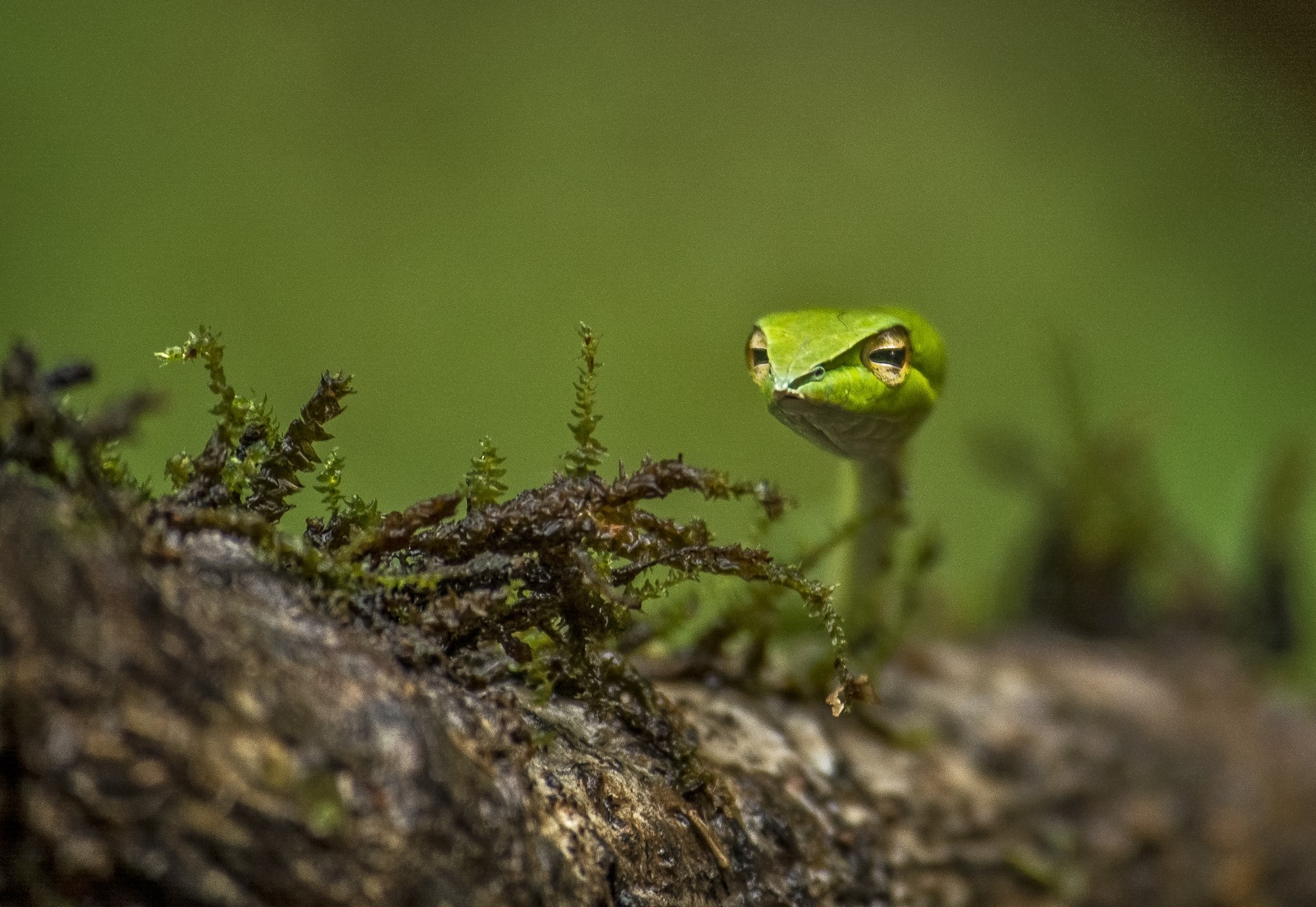 Green snake peeking from mossy log HD Wallpaper