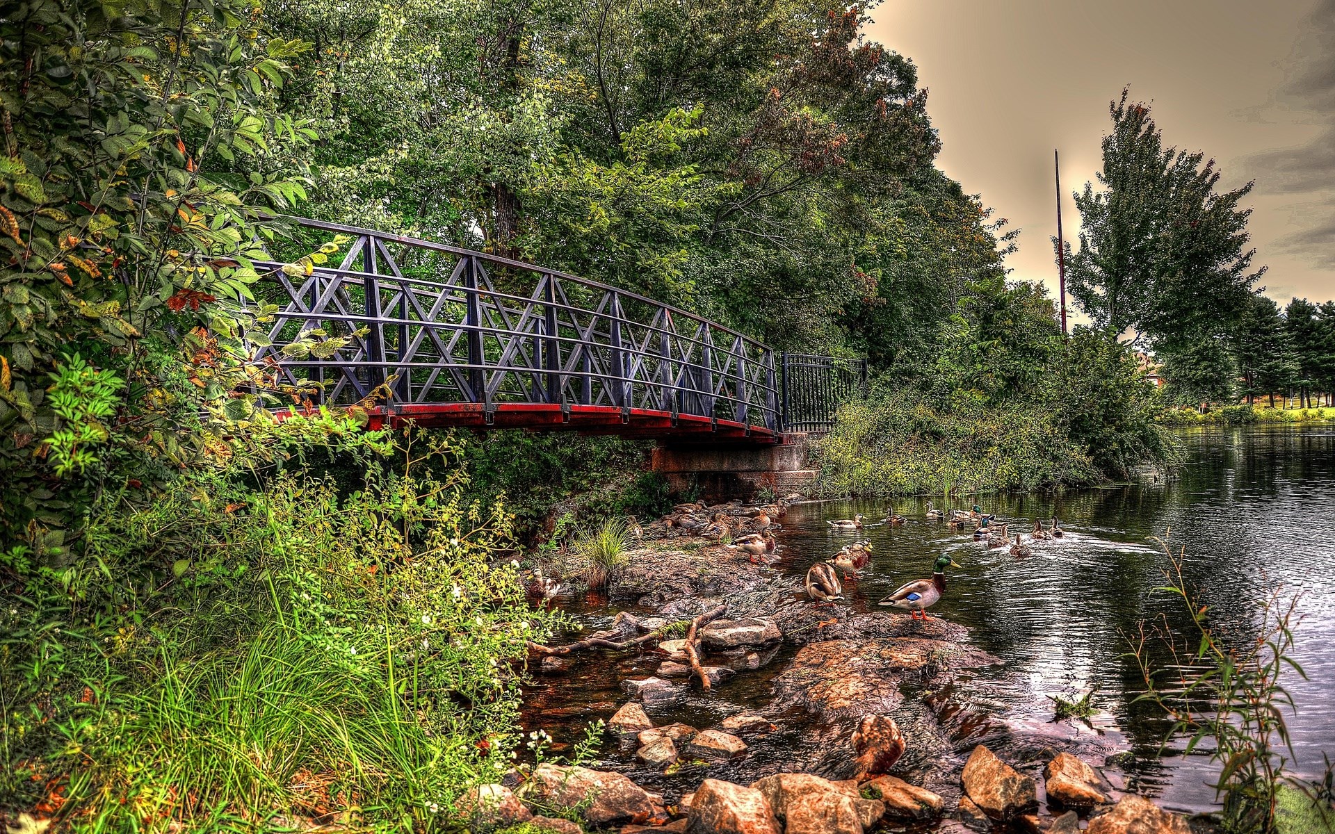 Bridge over a stream with ducks HD Wallpaper