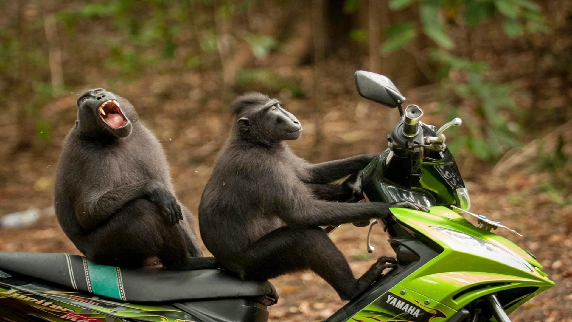 Two macaques on a Yamaha scooter in Indonesia HD Wallpaper