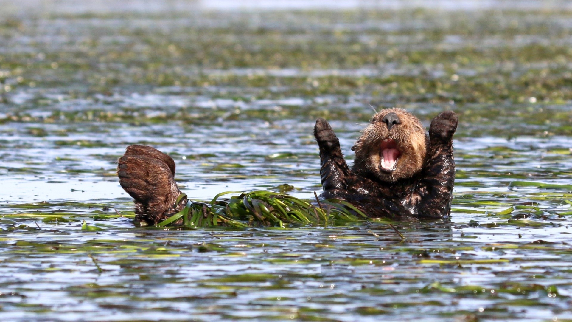 Sea otter floating in seaweed with mouth open HD Wallpaper