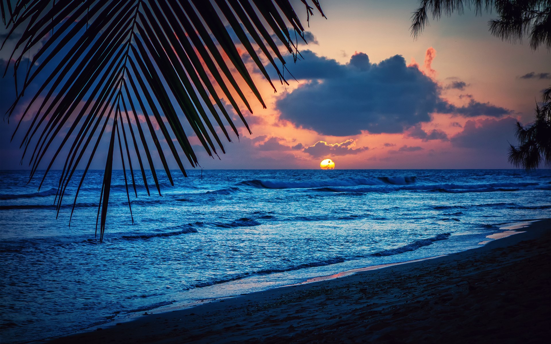 Sunset over the ocean with palm leaves HD Wallpaper