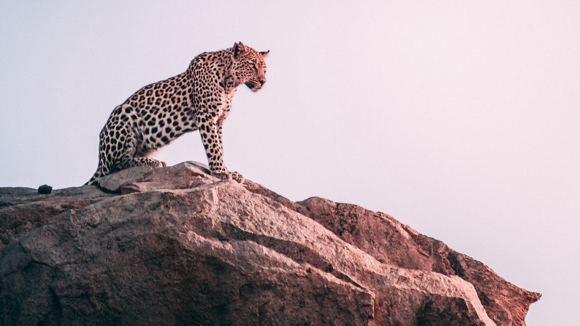Leopard sitting on a rock HD Wallpaper