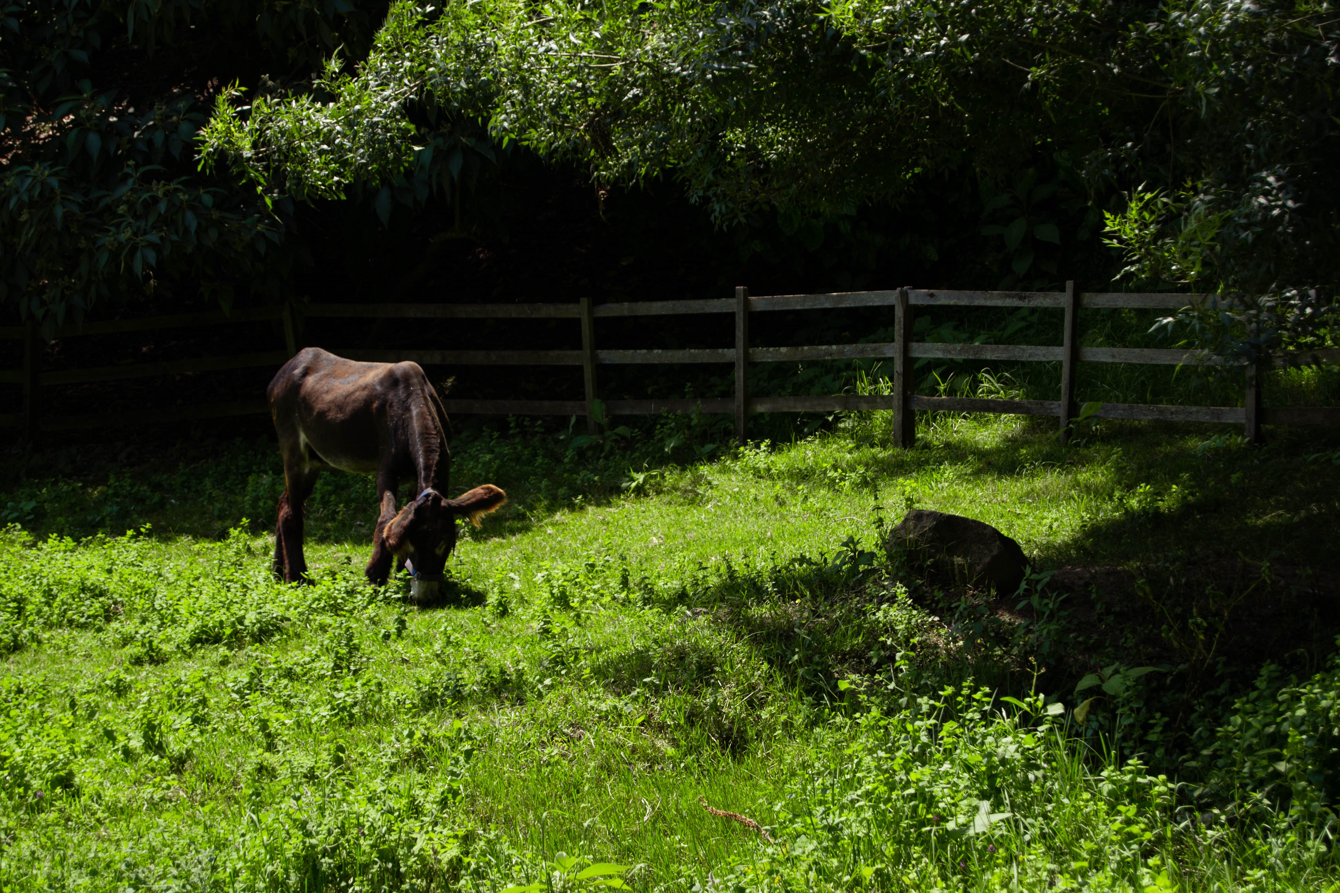 Donkey grazing in a field near Porto HD Wallpaper