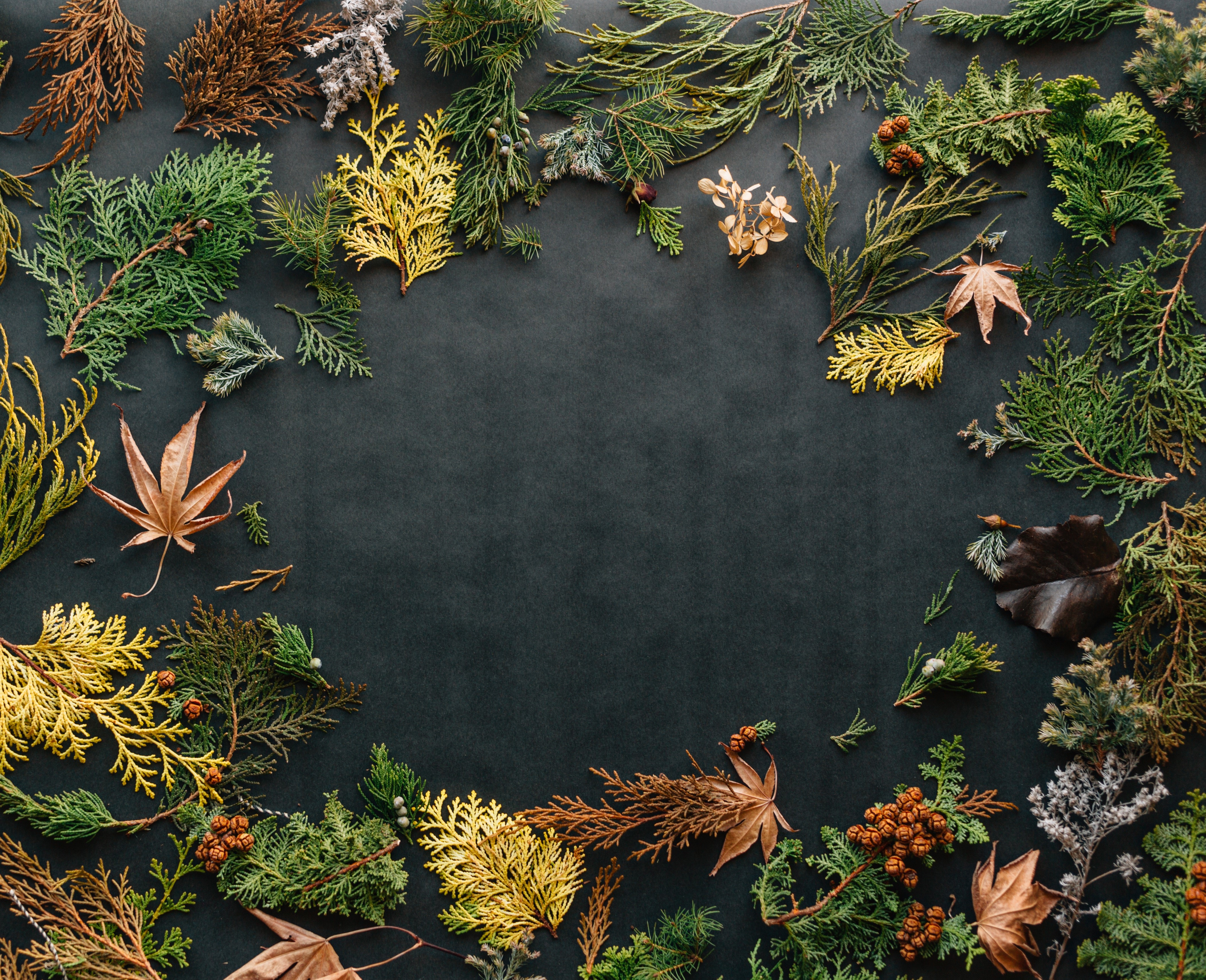 Fall leaves and evergreen branches frame dark background HD Wallpaper