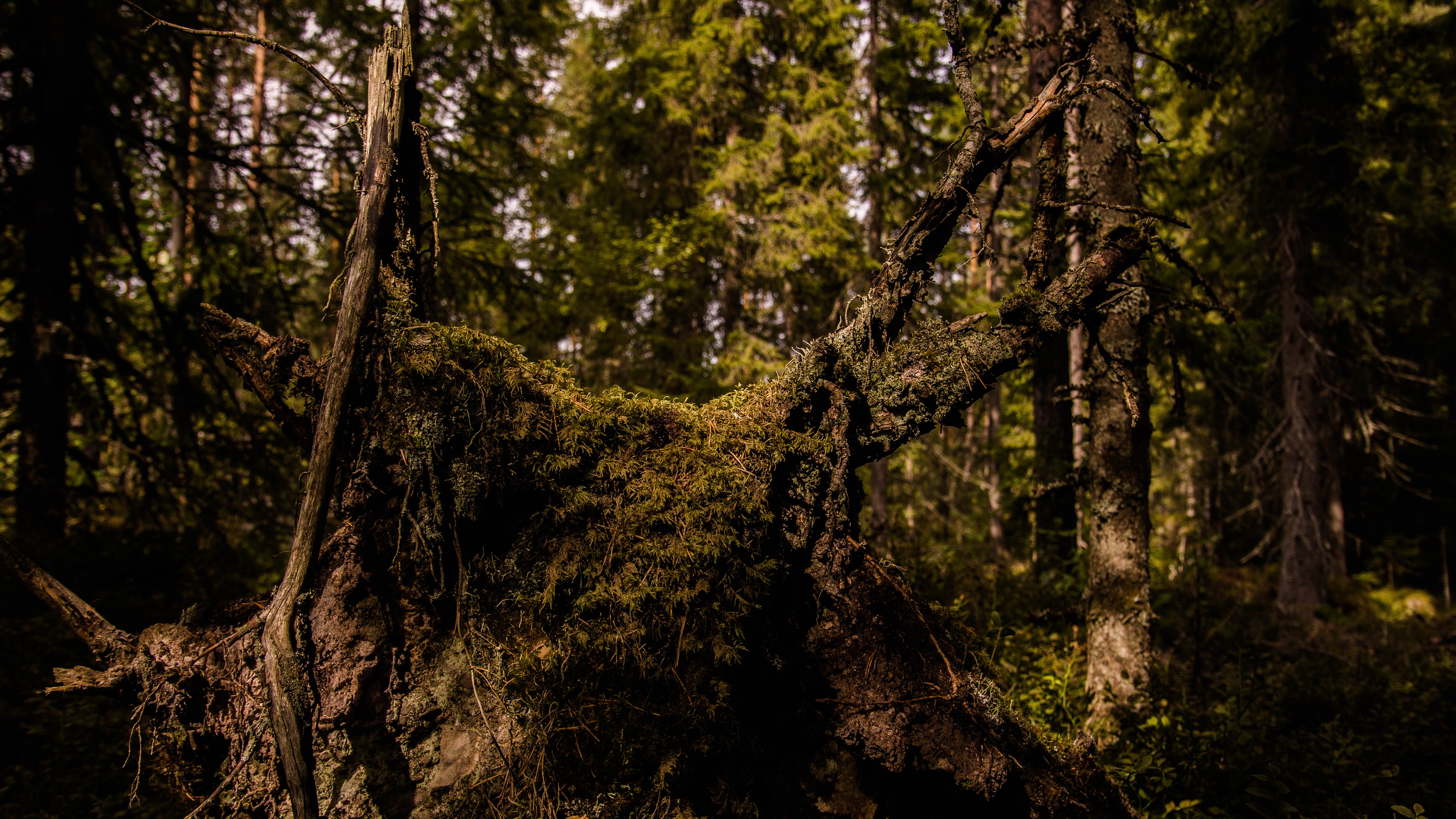 4K forest nature trees Norway HD Wallpaper