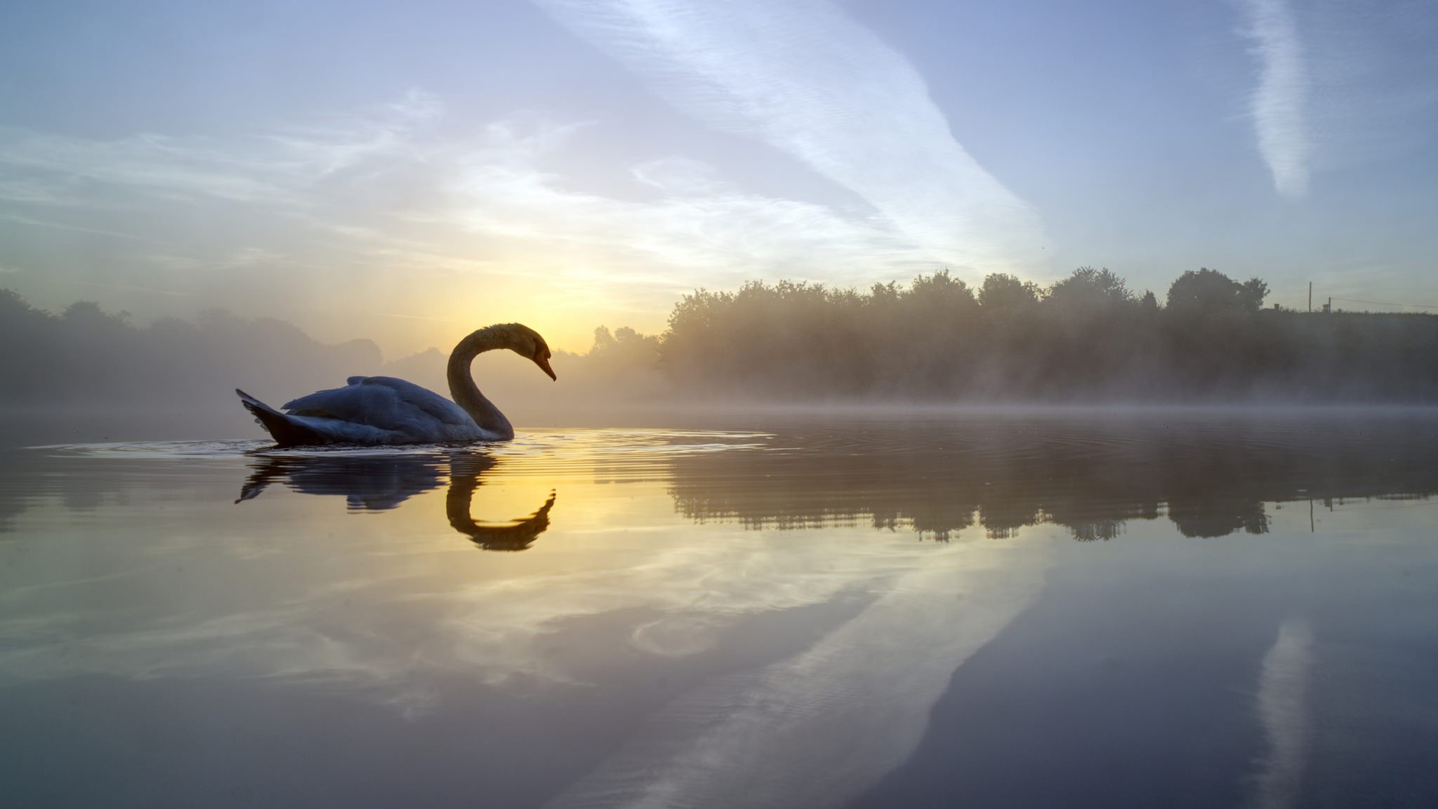 Swan swimming on a misty lake at sunrise HD Wallpaper