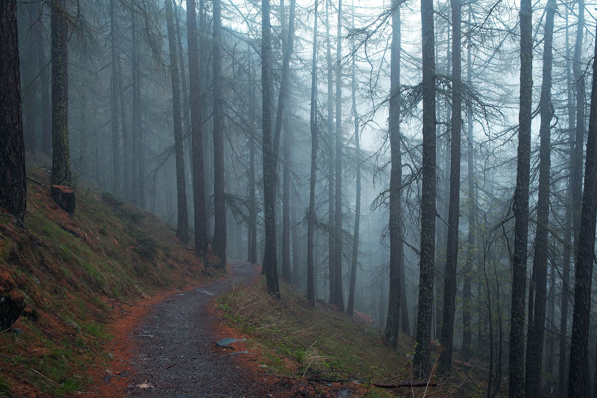 Misty forest path with tall trees HD Wallpaper
