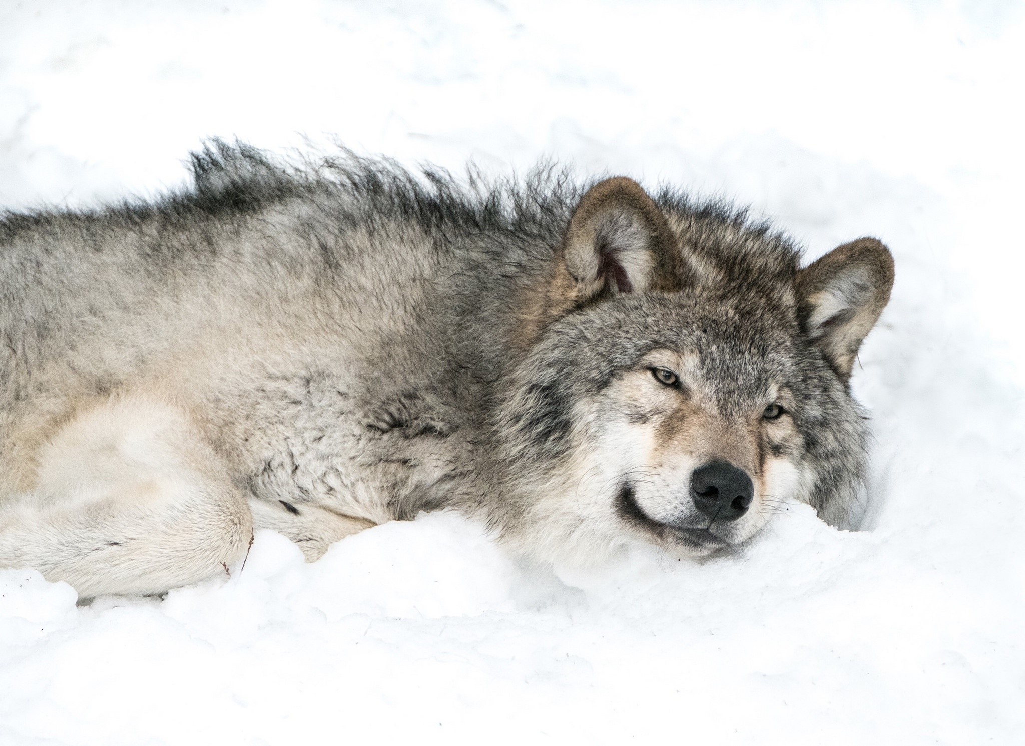 Wolf lying in the snow HD Wallpaper