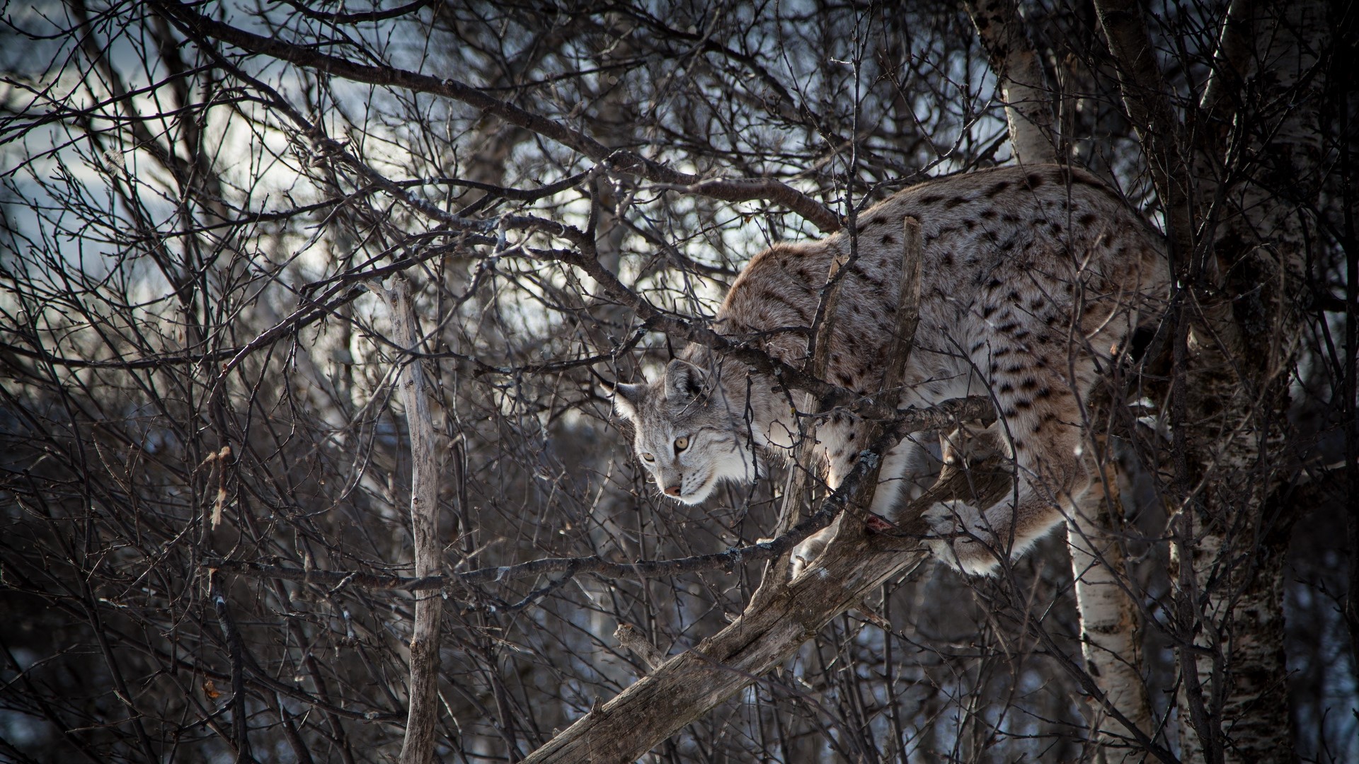 Lynx perched on a tree branch in a forest HD Wallpaper