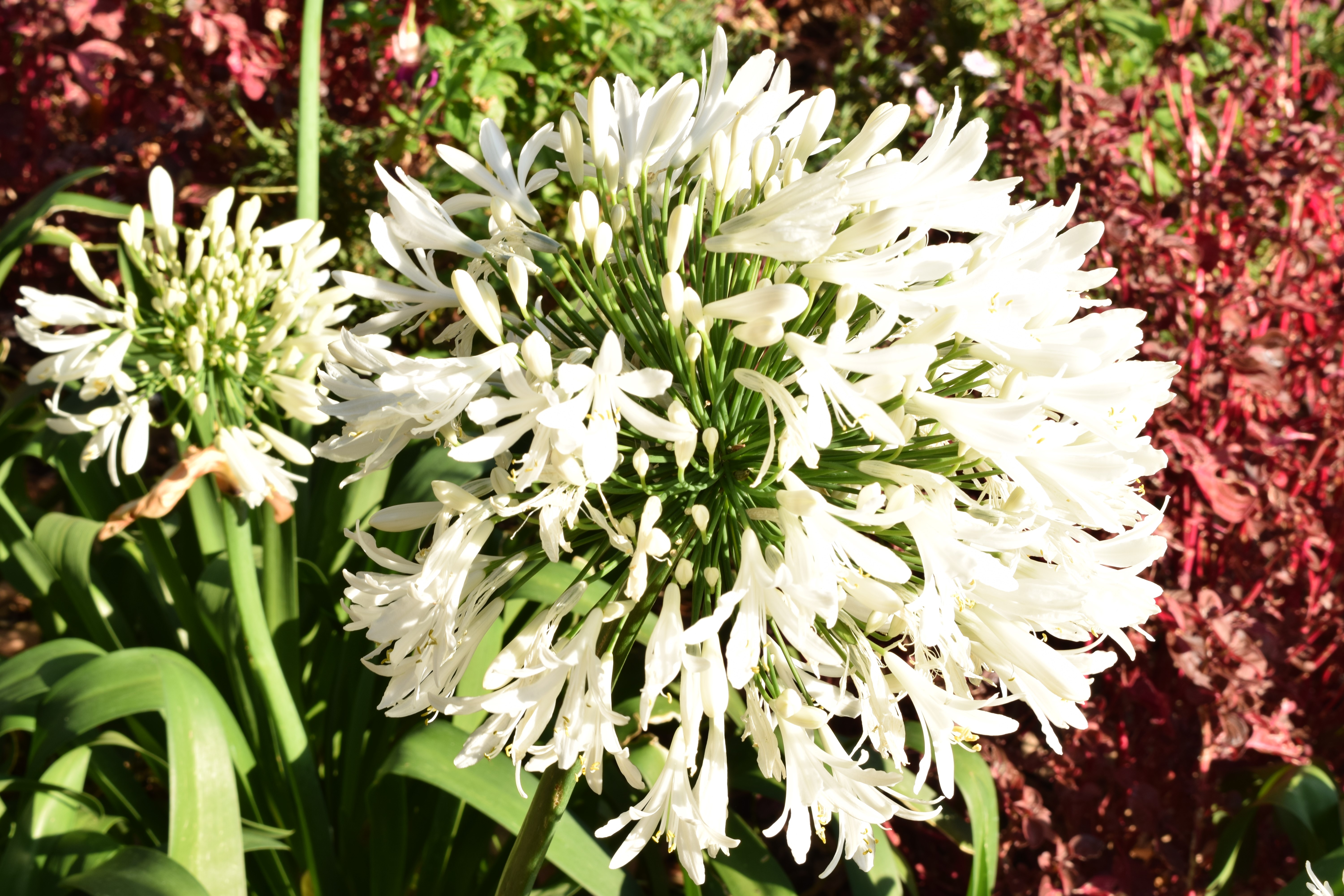 White Agapanthus flowers in bloom HD Wallpaper